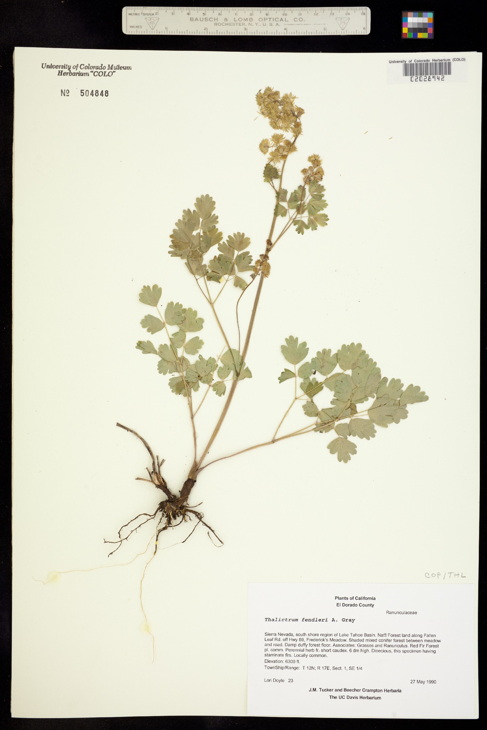 Thalictrum fendleri image
