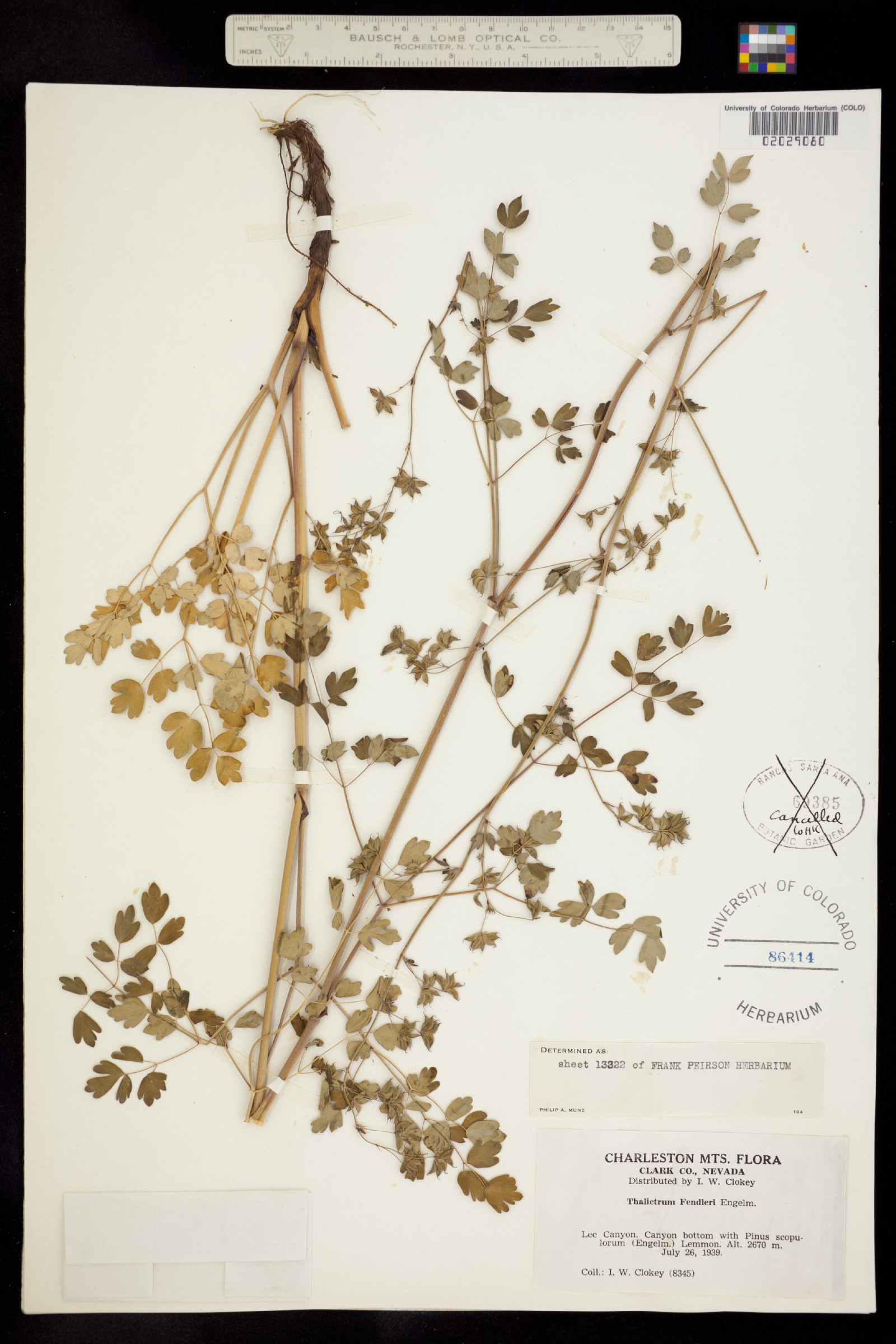 Thalictrum image