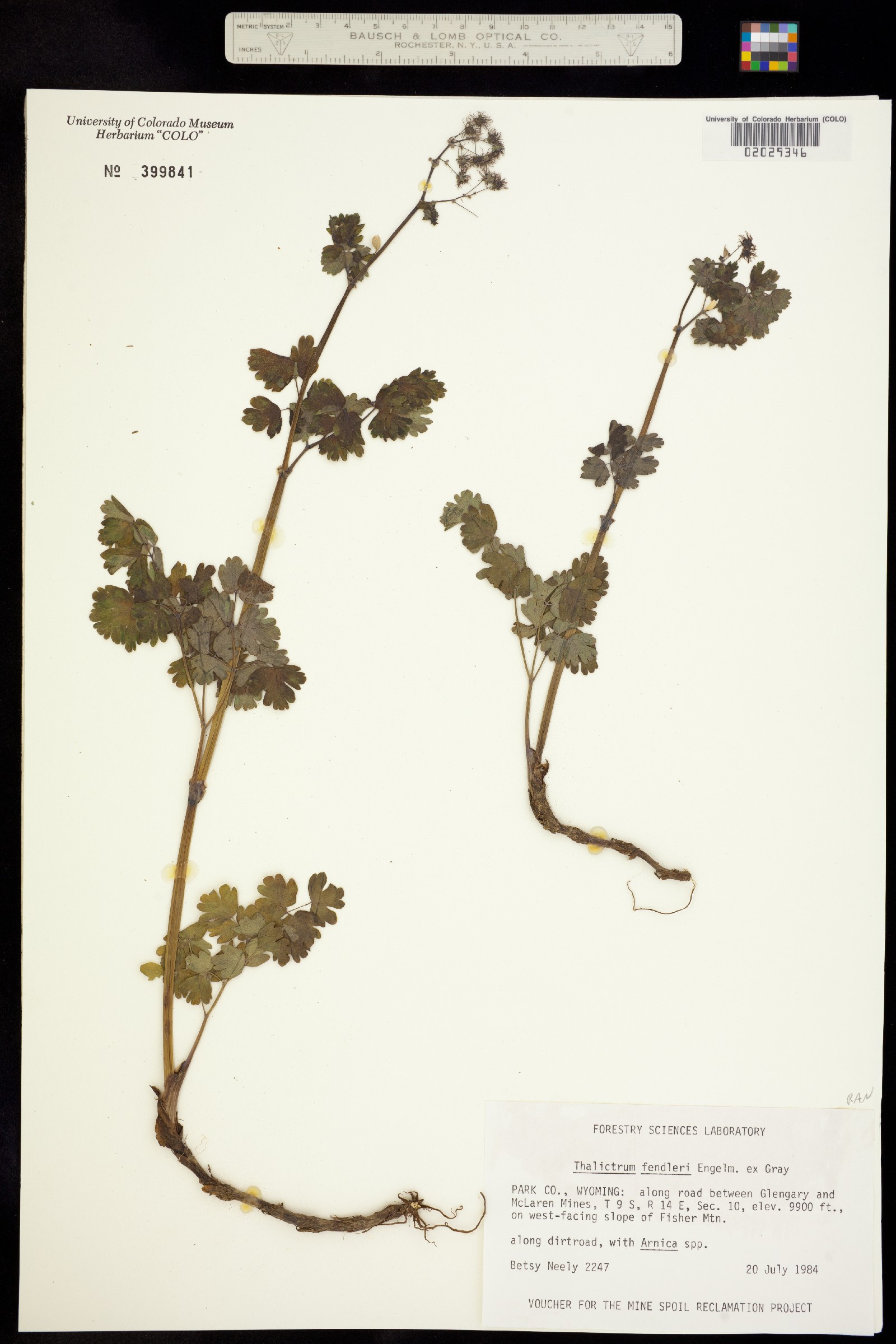 Thalictrum fendleri image