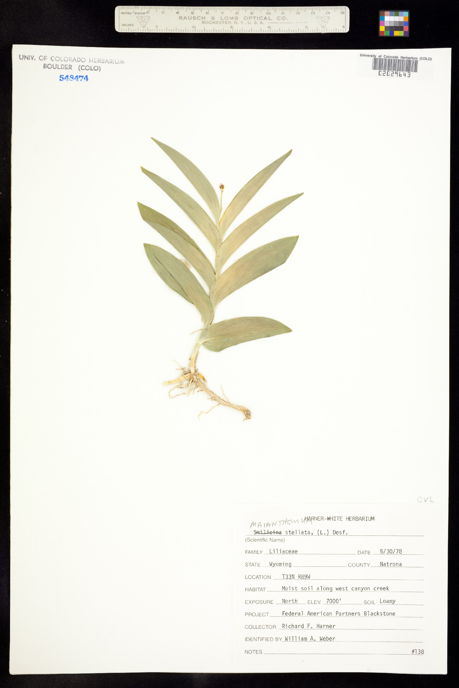 Maianthemum stellatum image