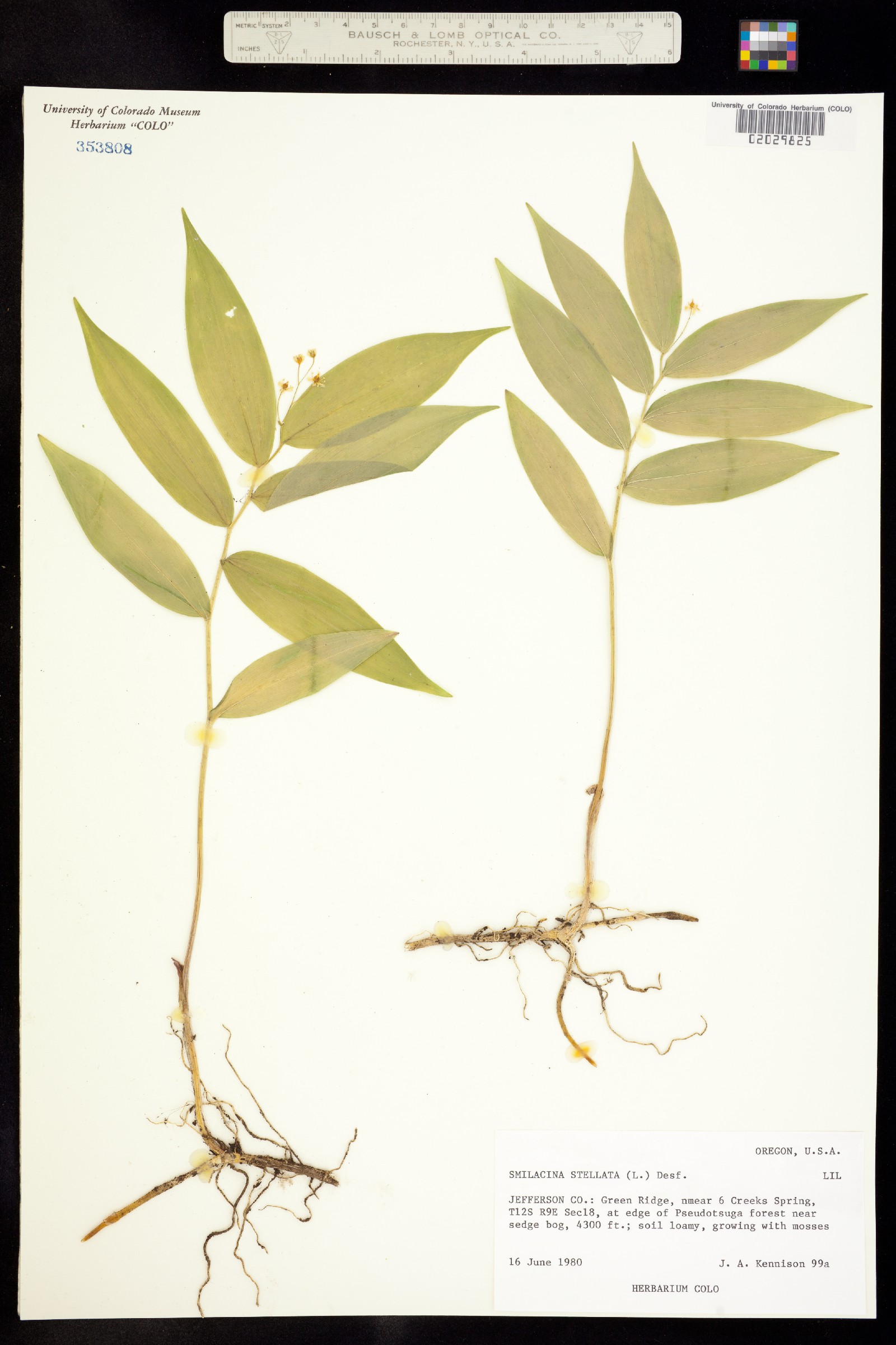 Maianthemum stellatum image