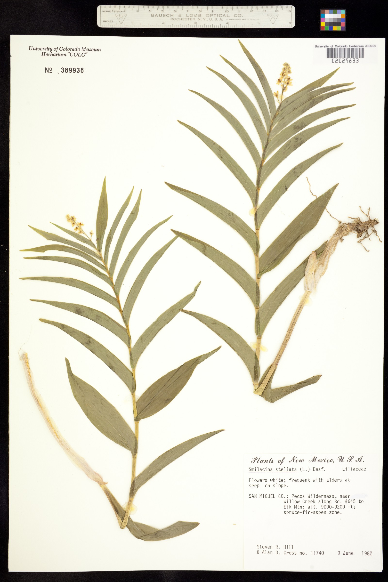 Maianthemum stellatum image