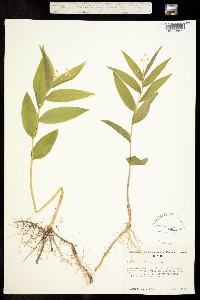 Maianthemum stellatum image