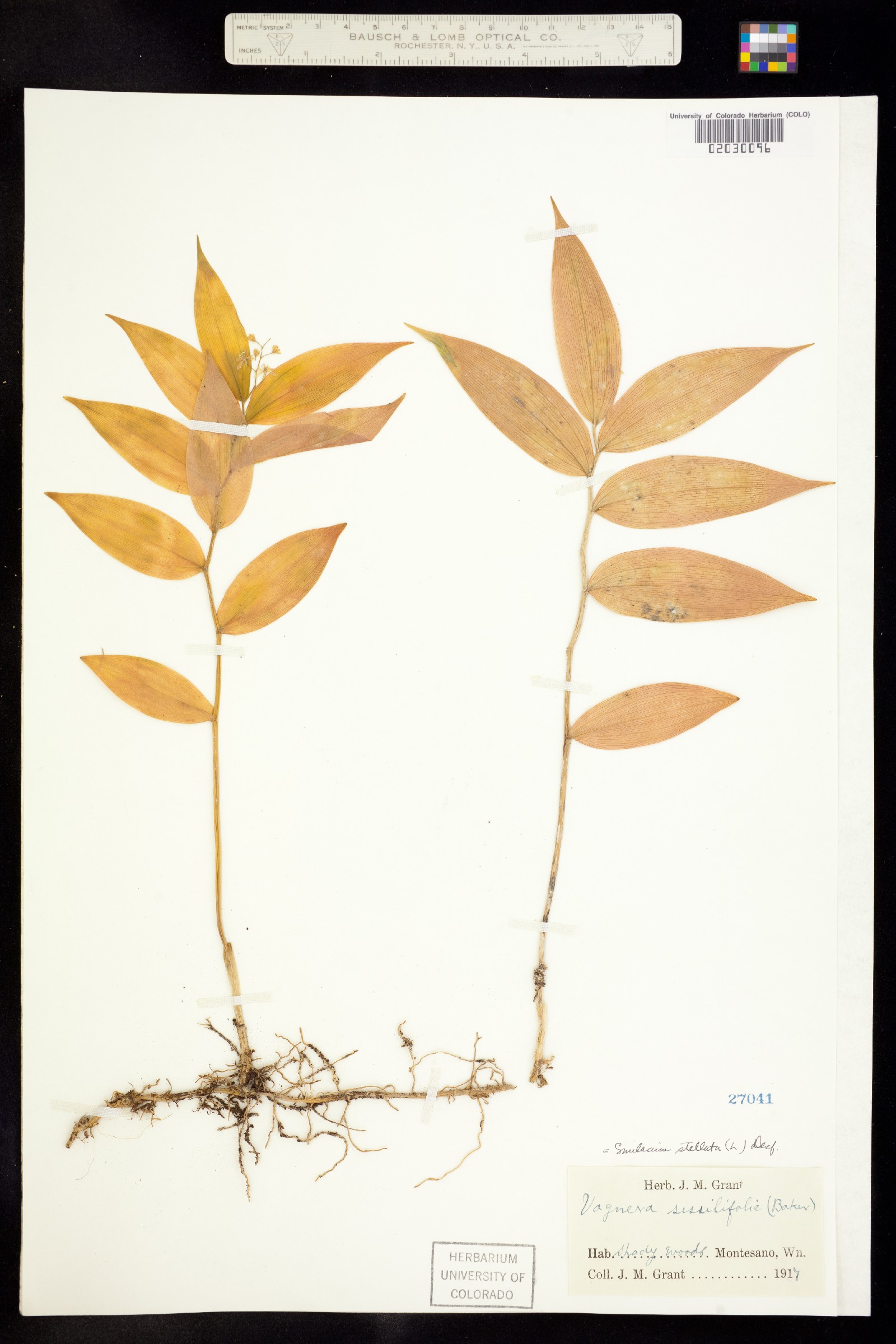 Maianthemum image