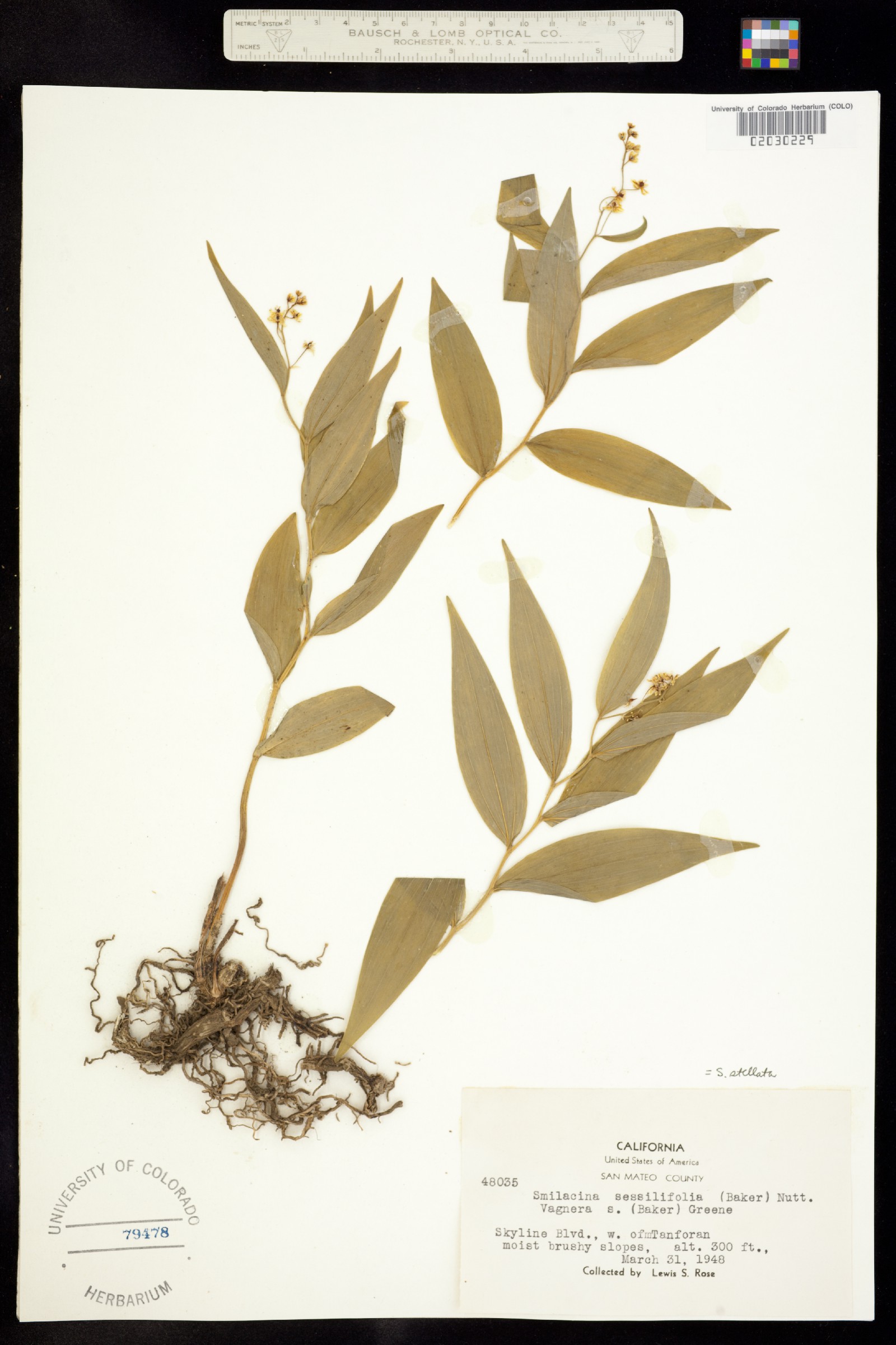 Convallariaceae image
