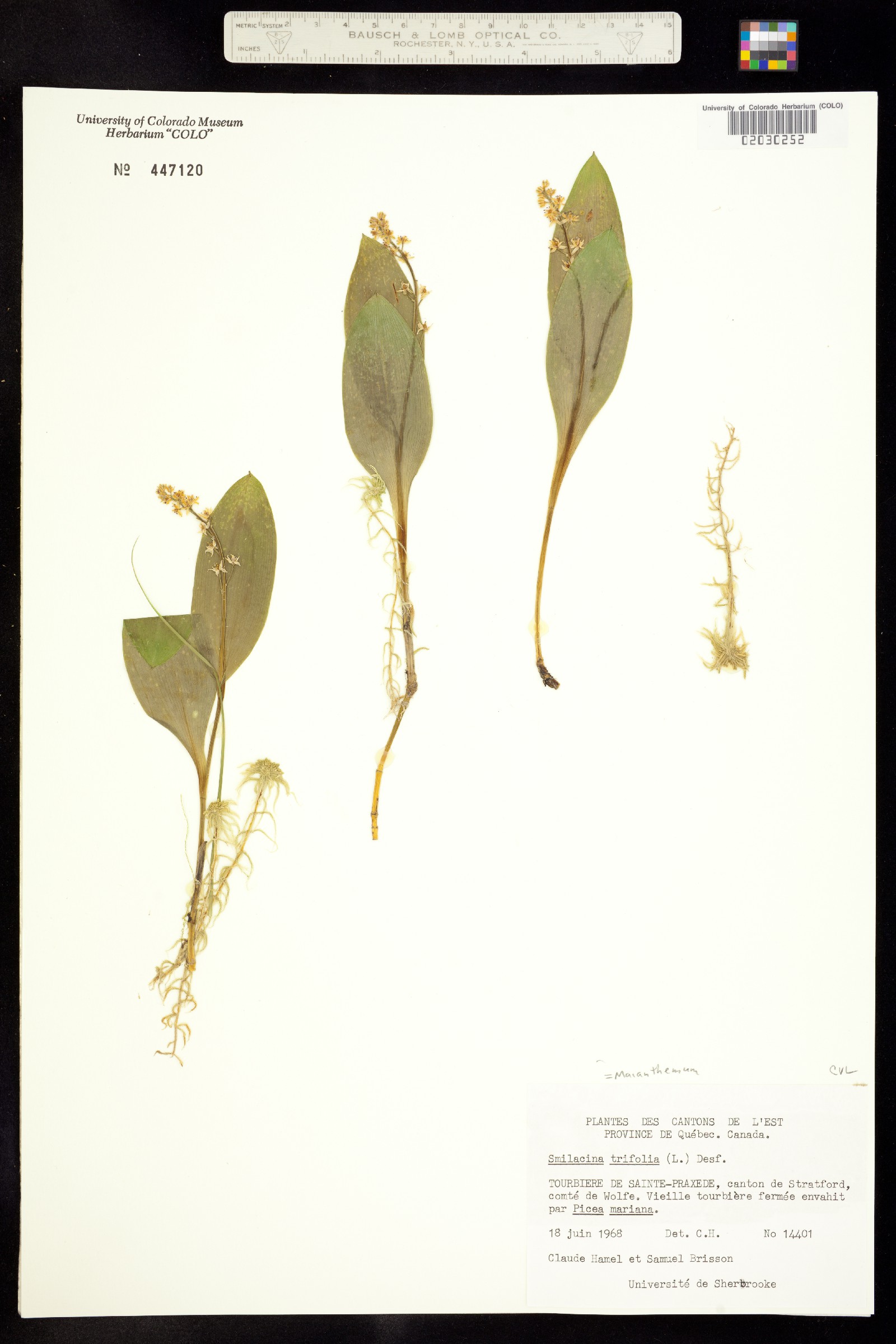 Maianthemum trifolium image