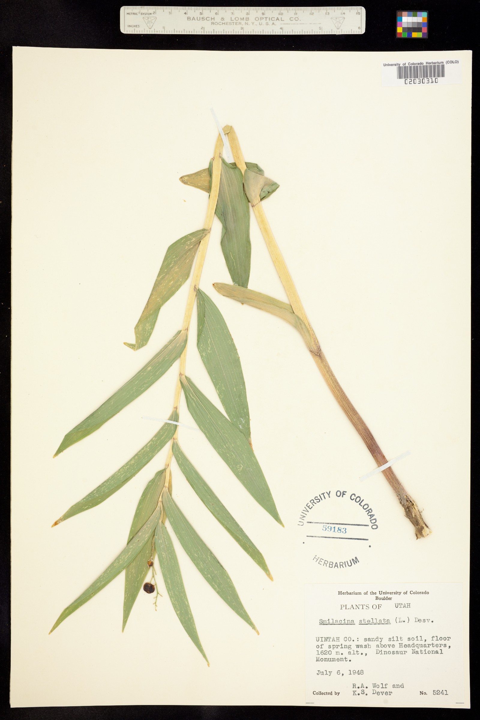 Maianthemum image