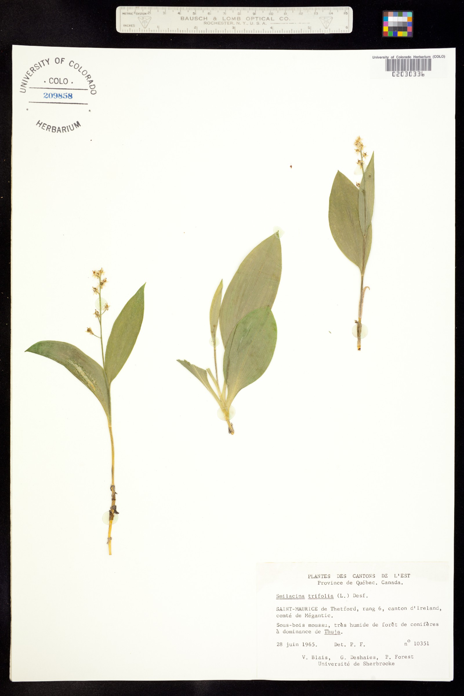 Maianthemum trifolium image