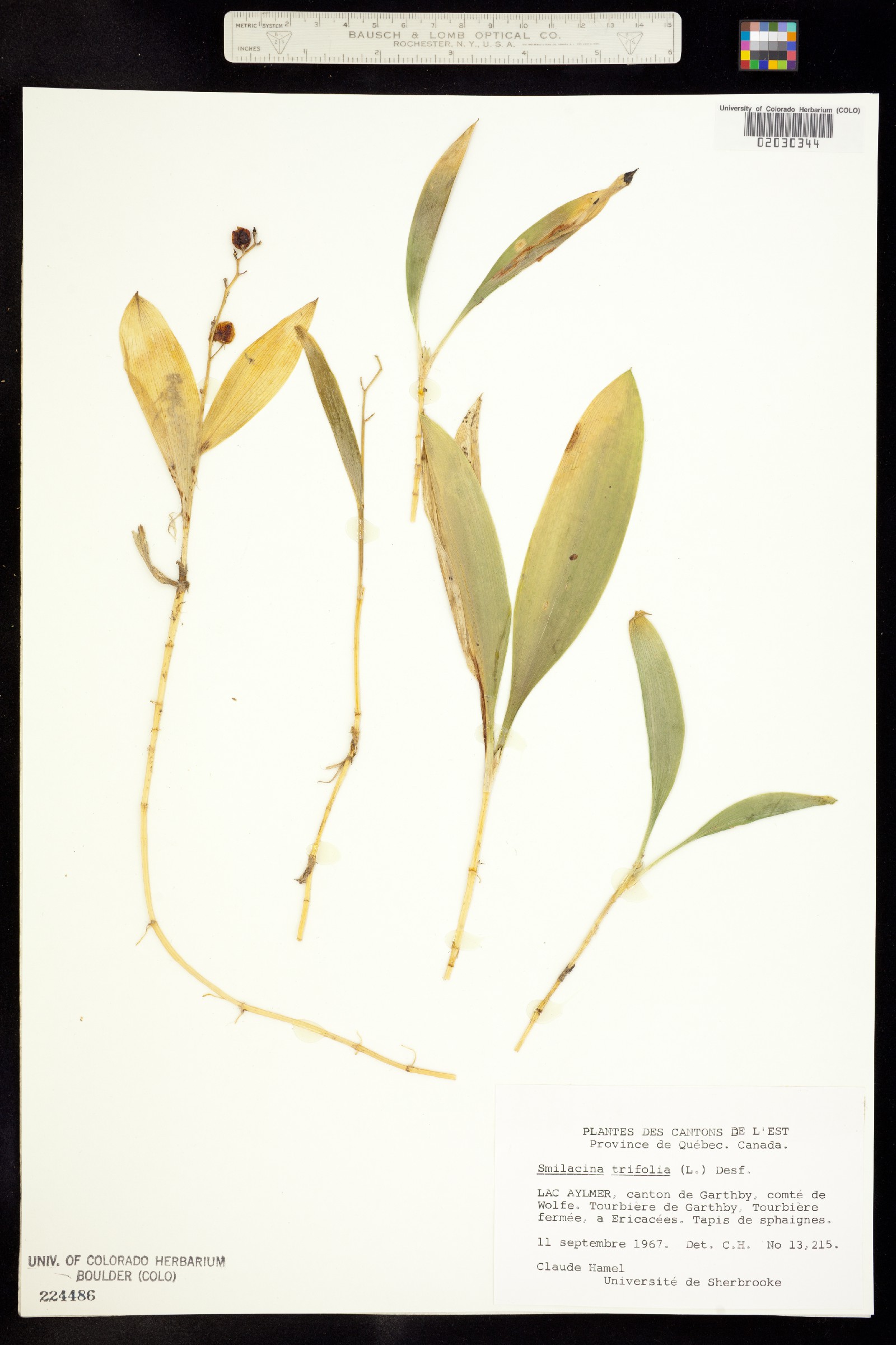 Maianthemum trifolium image
