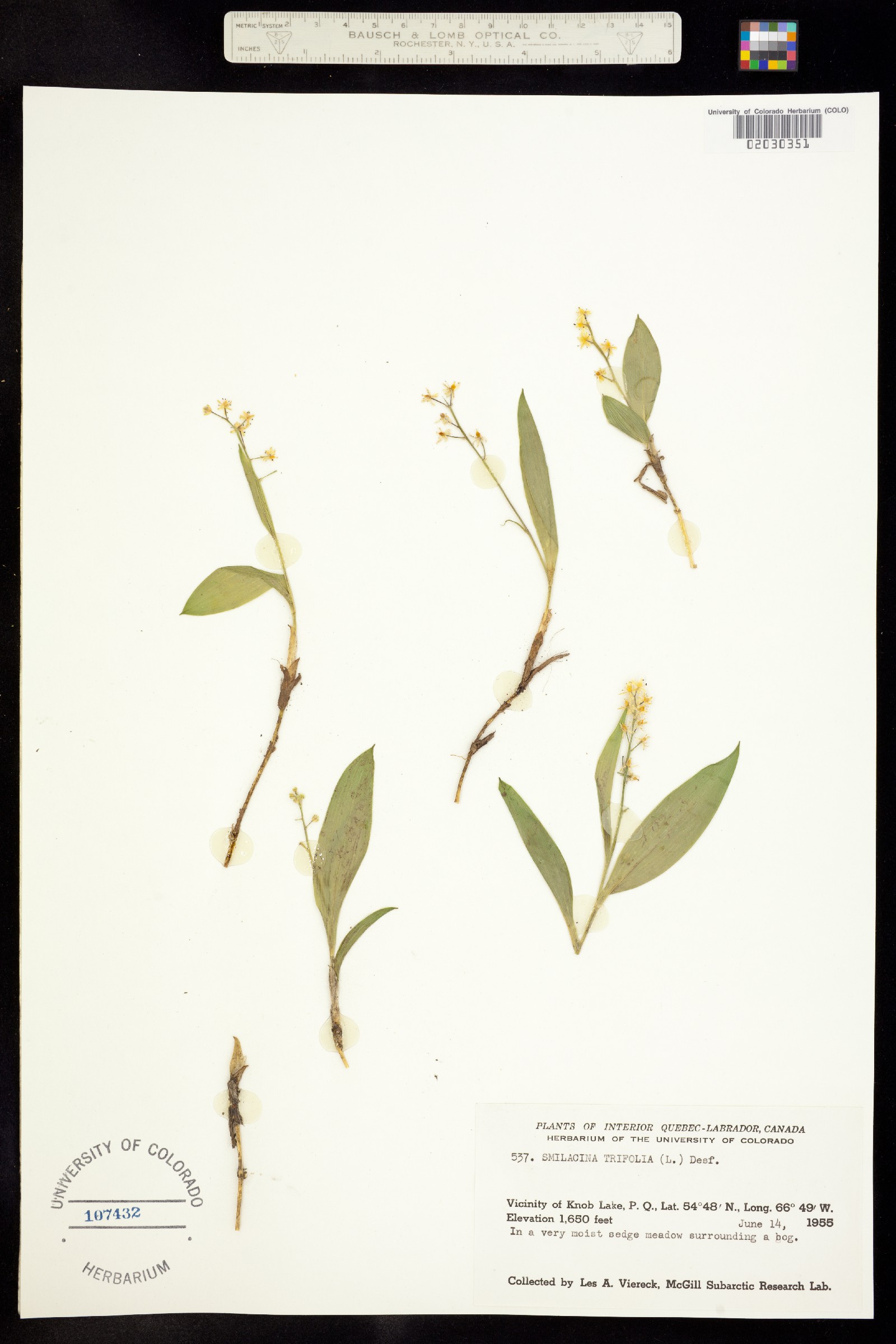 Maianthemum trifolium image