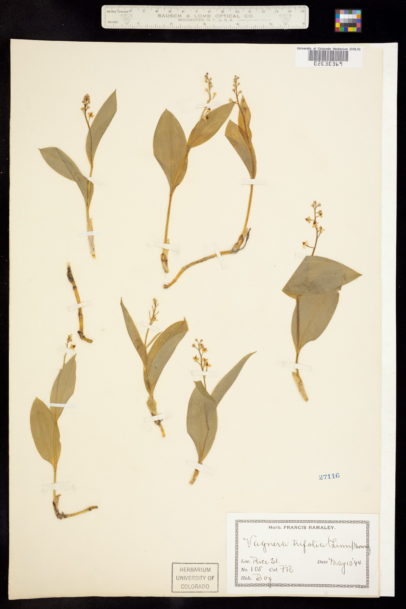 Maianthemum trifolium image