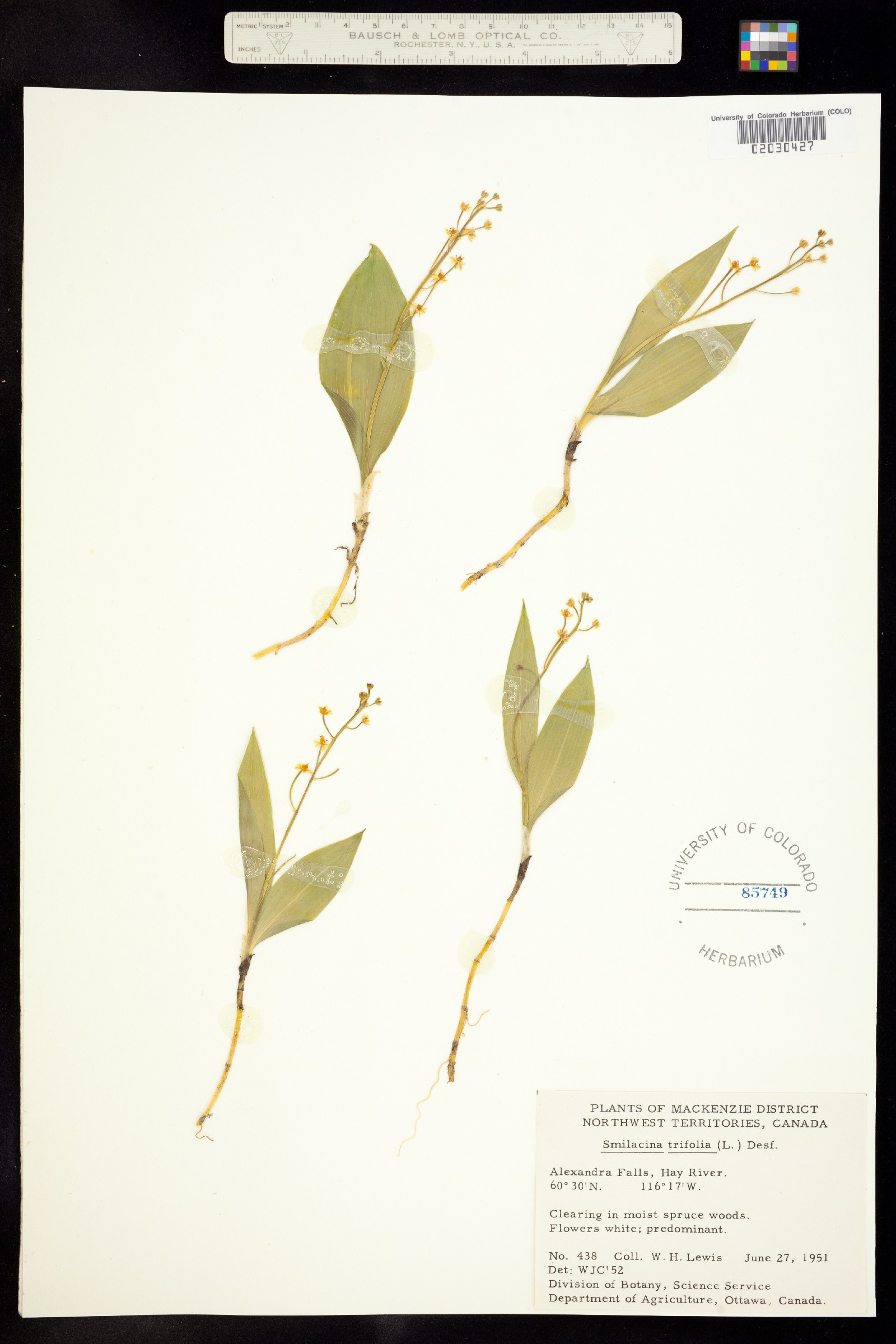 Maianthemum trifolium image