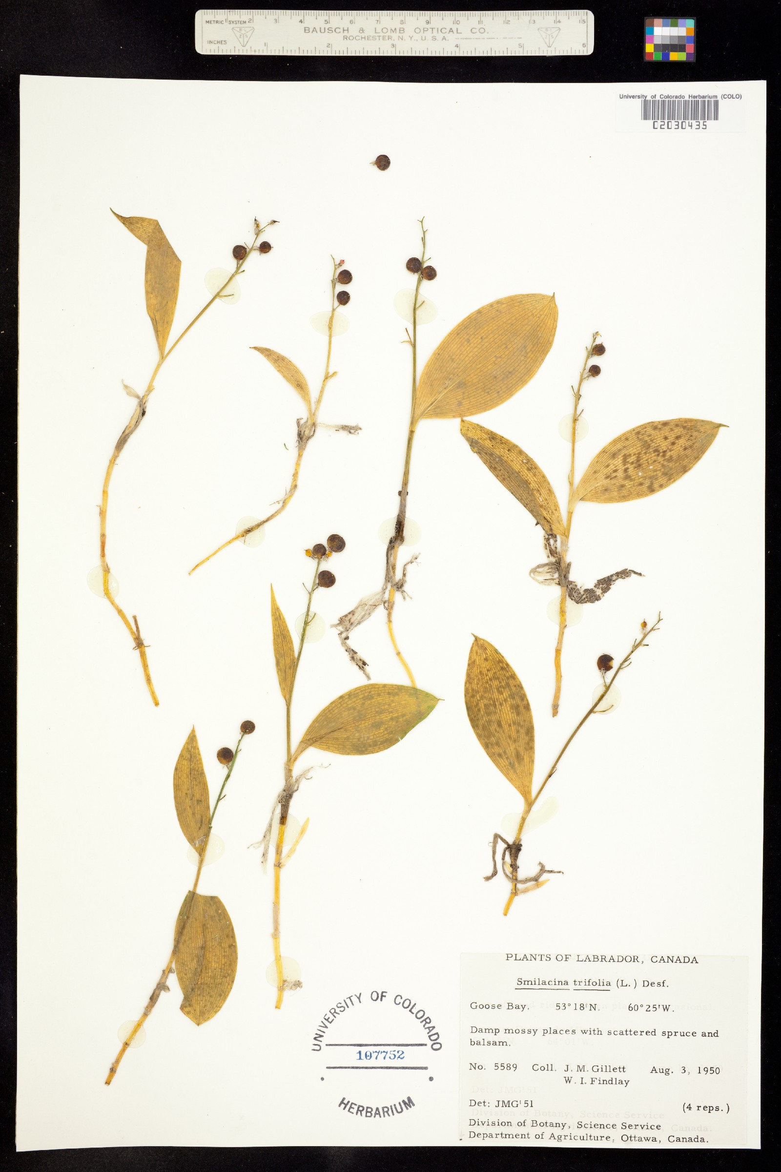 Maianthemum trifolium image