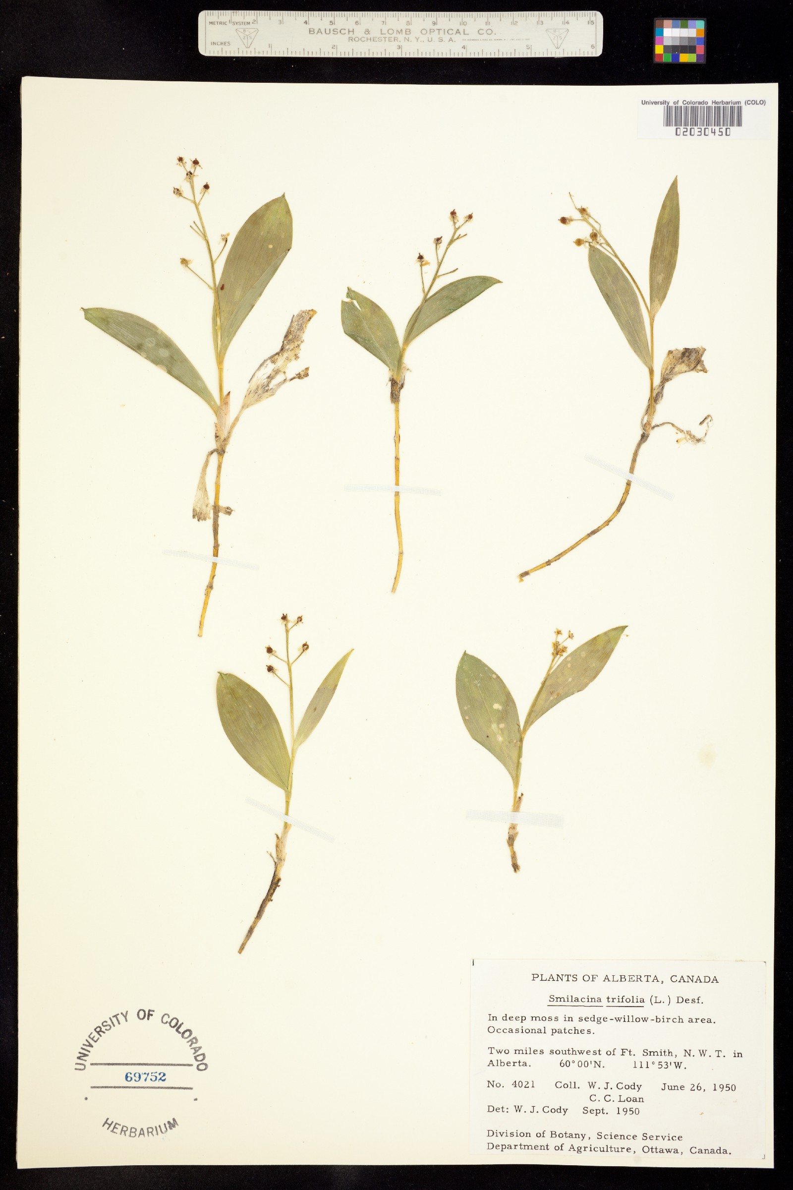 Maianthemum trifolium image