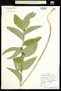 Image of Salomonia cobrensis
