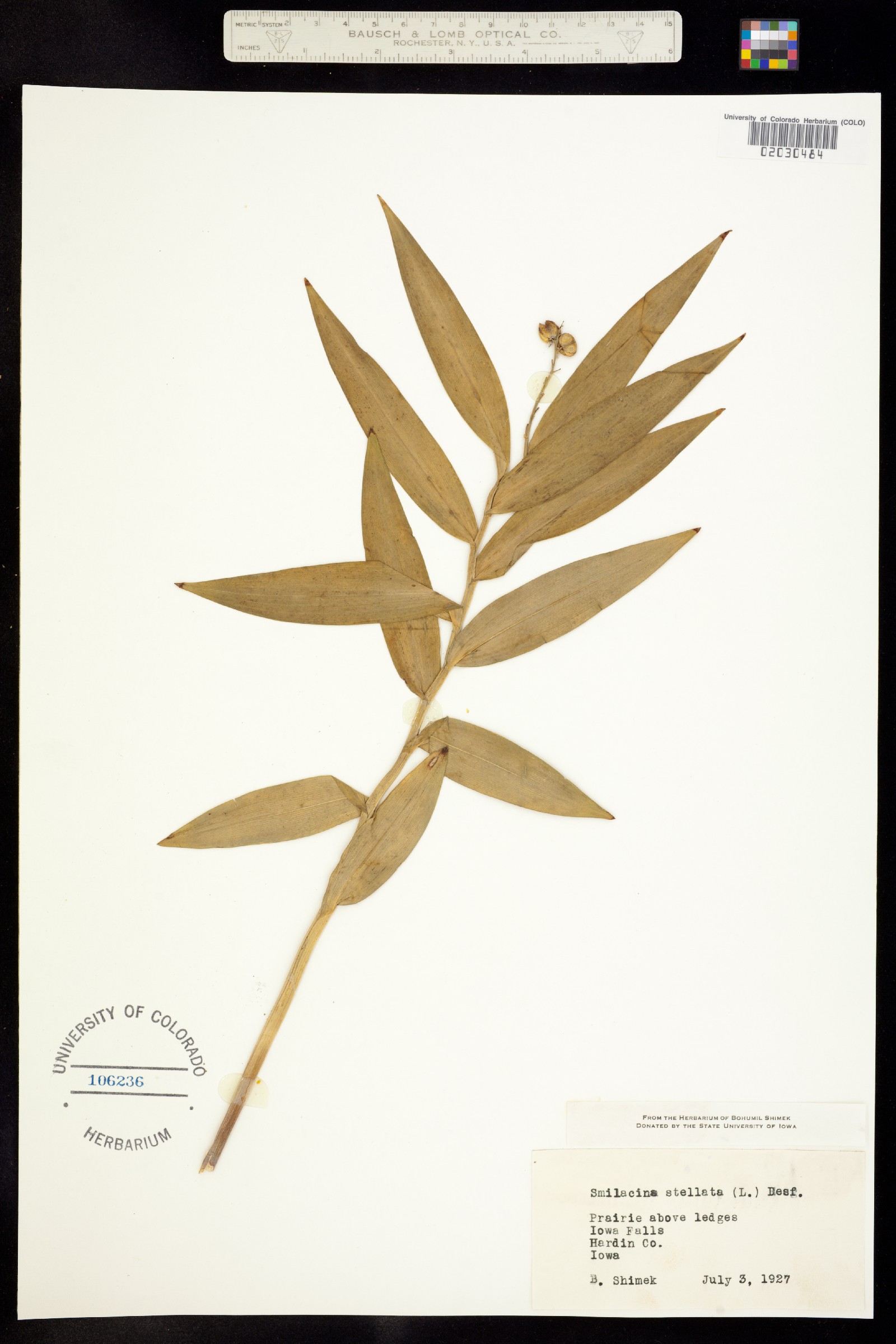 Maianthemum stellatum image