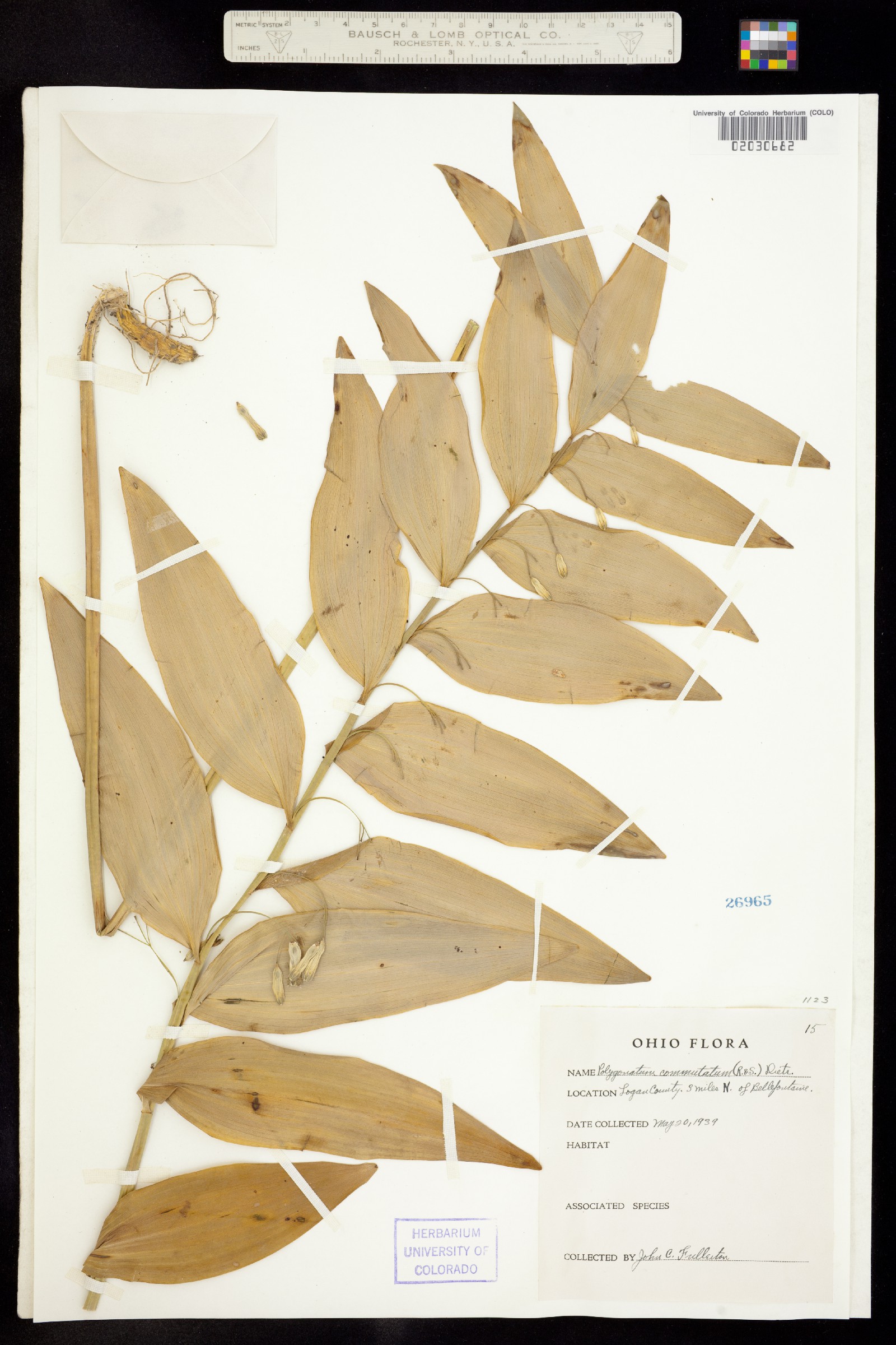 Polygonatum biflorum image