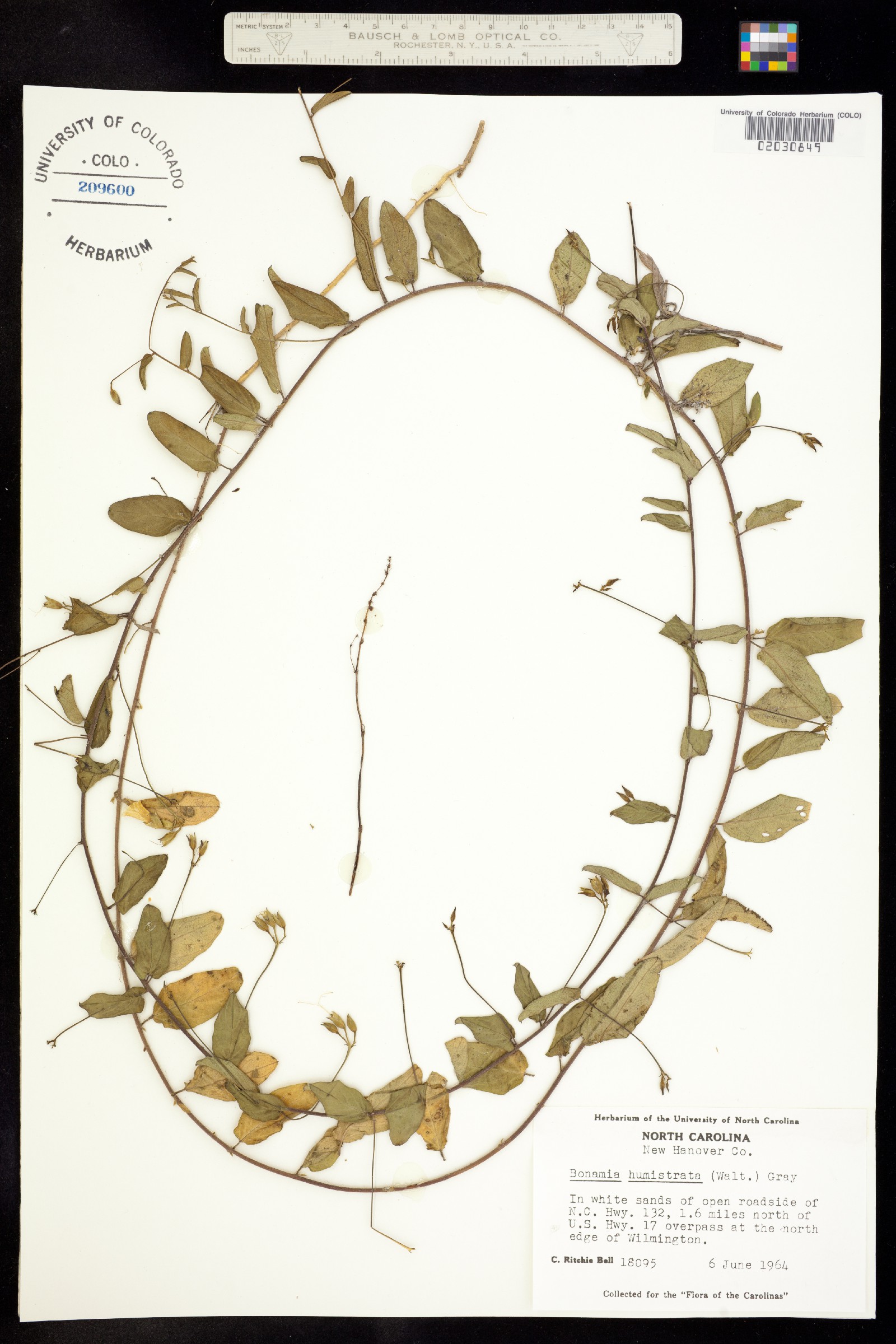 Stylisma humistrata image