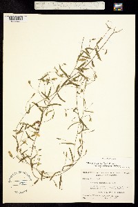 Stylisma patens ssp. patens image