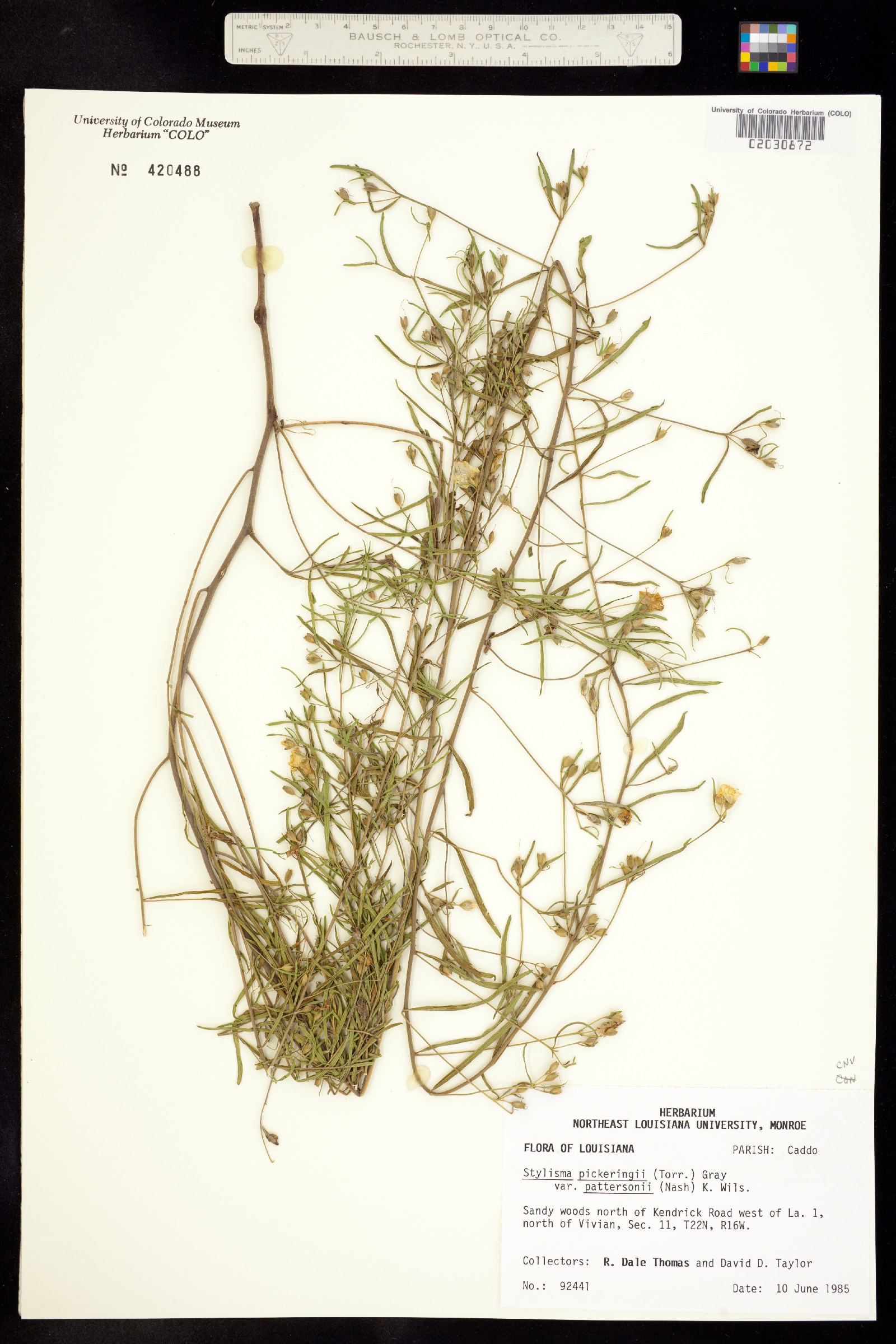Bonamia image