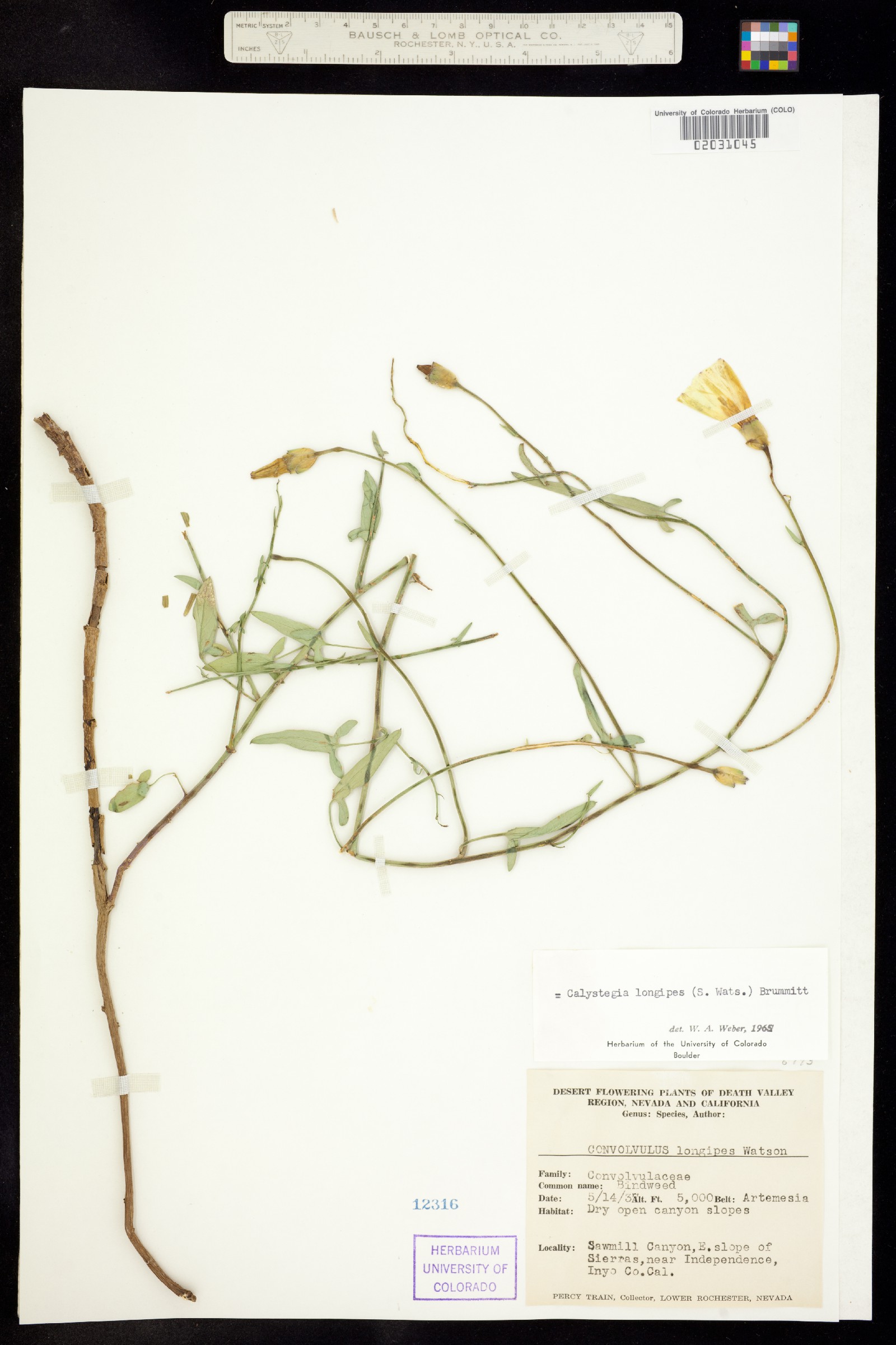 Calystegia longipes image
