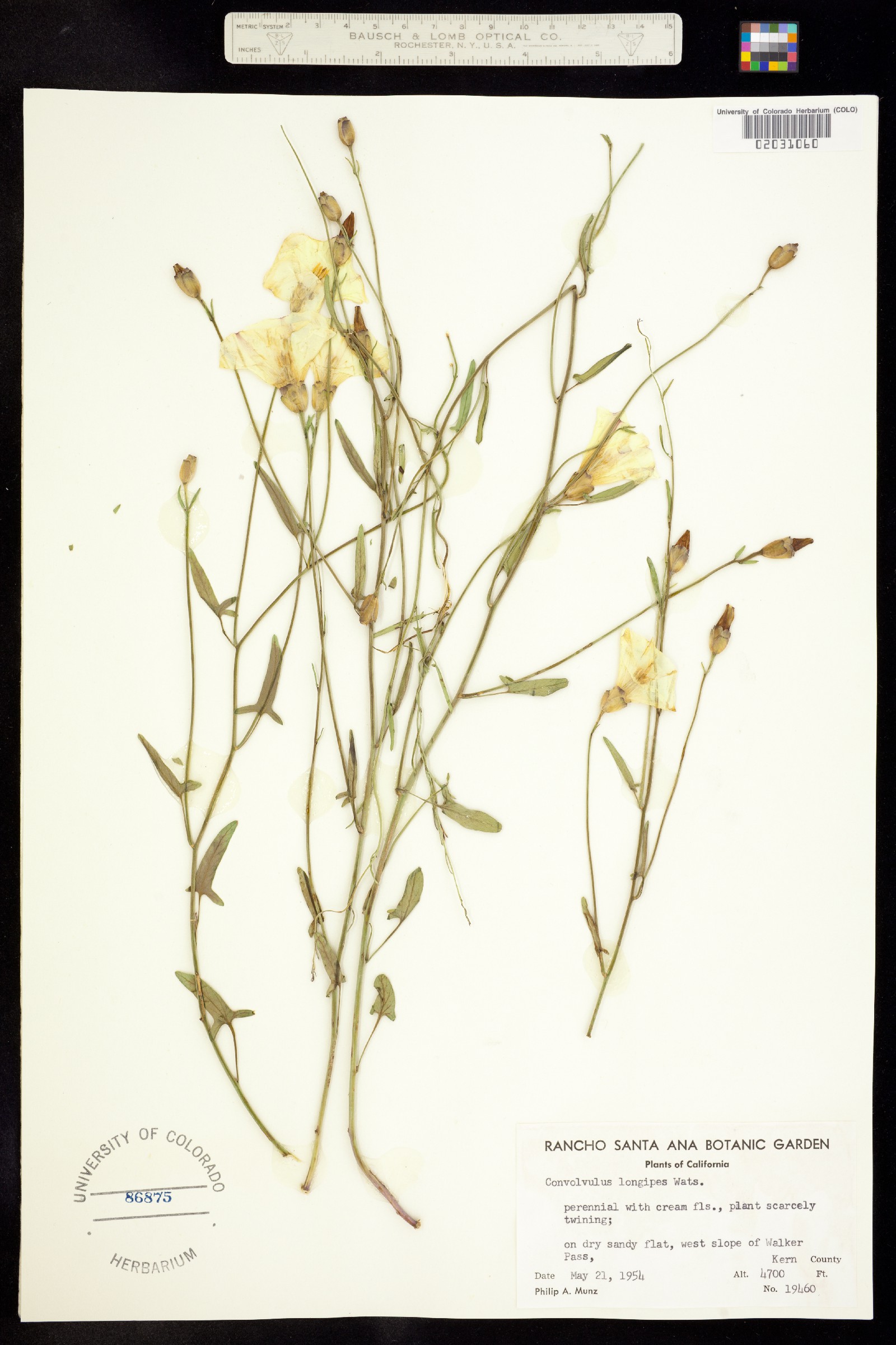 Calystegia longipes image