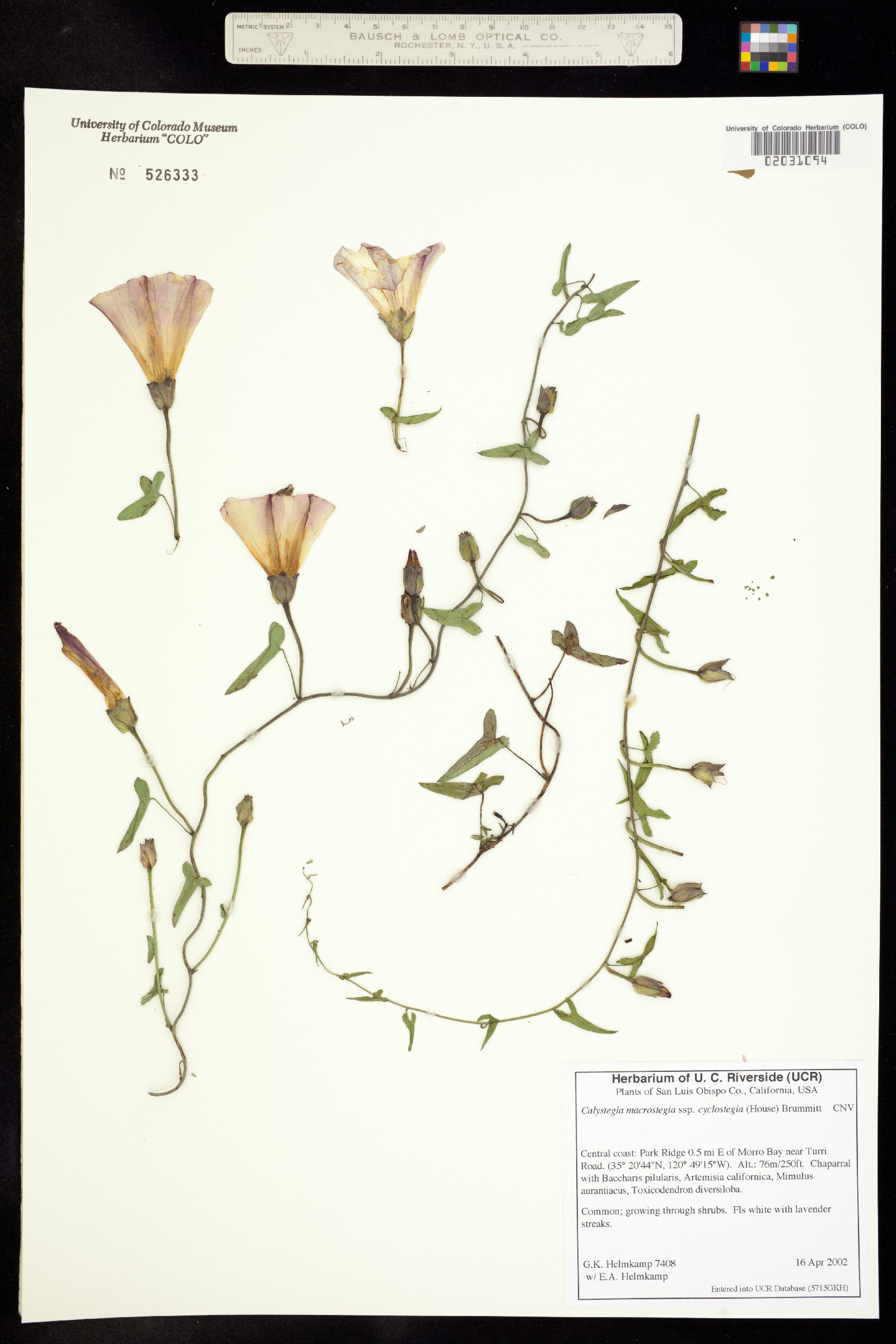 Calystegia macrostegia image