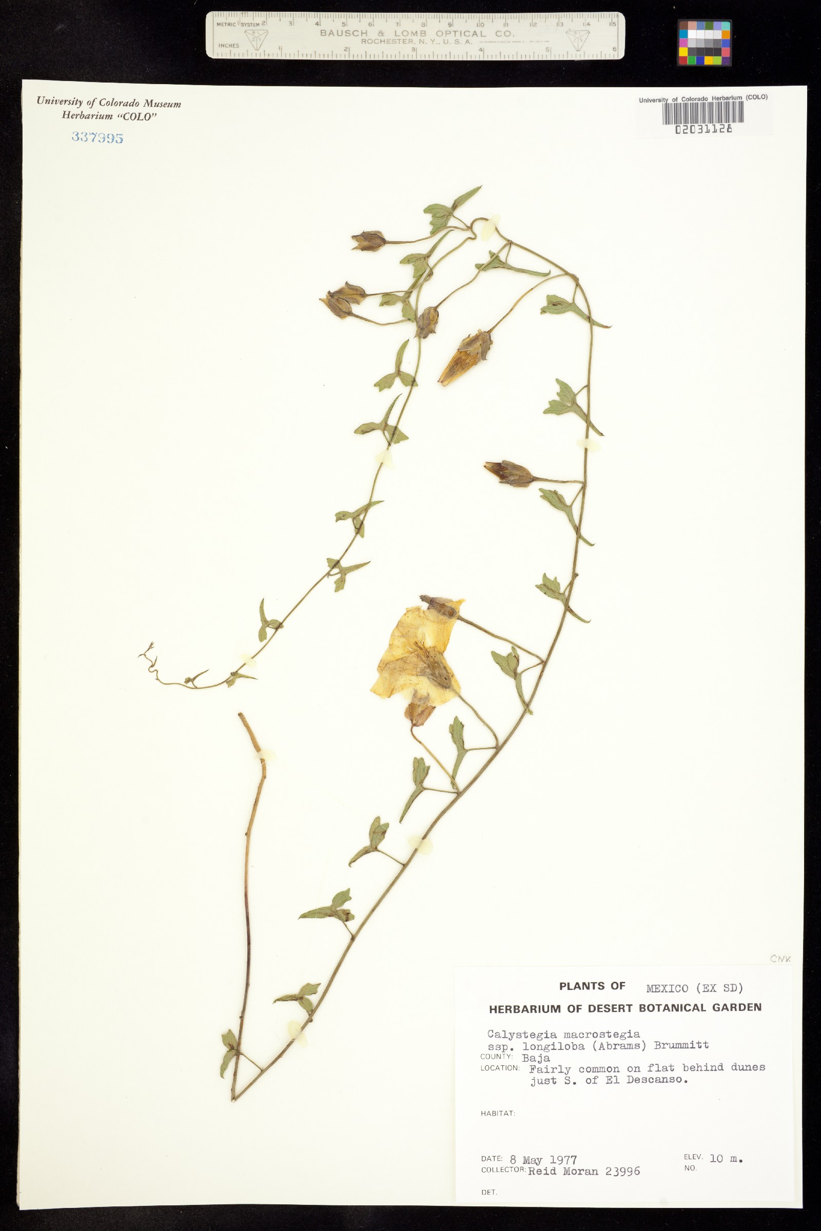 Calystegia macrostegia image