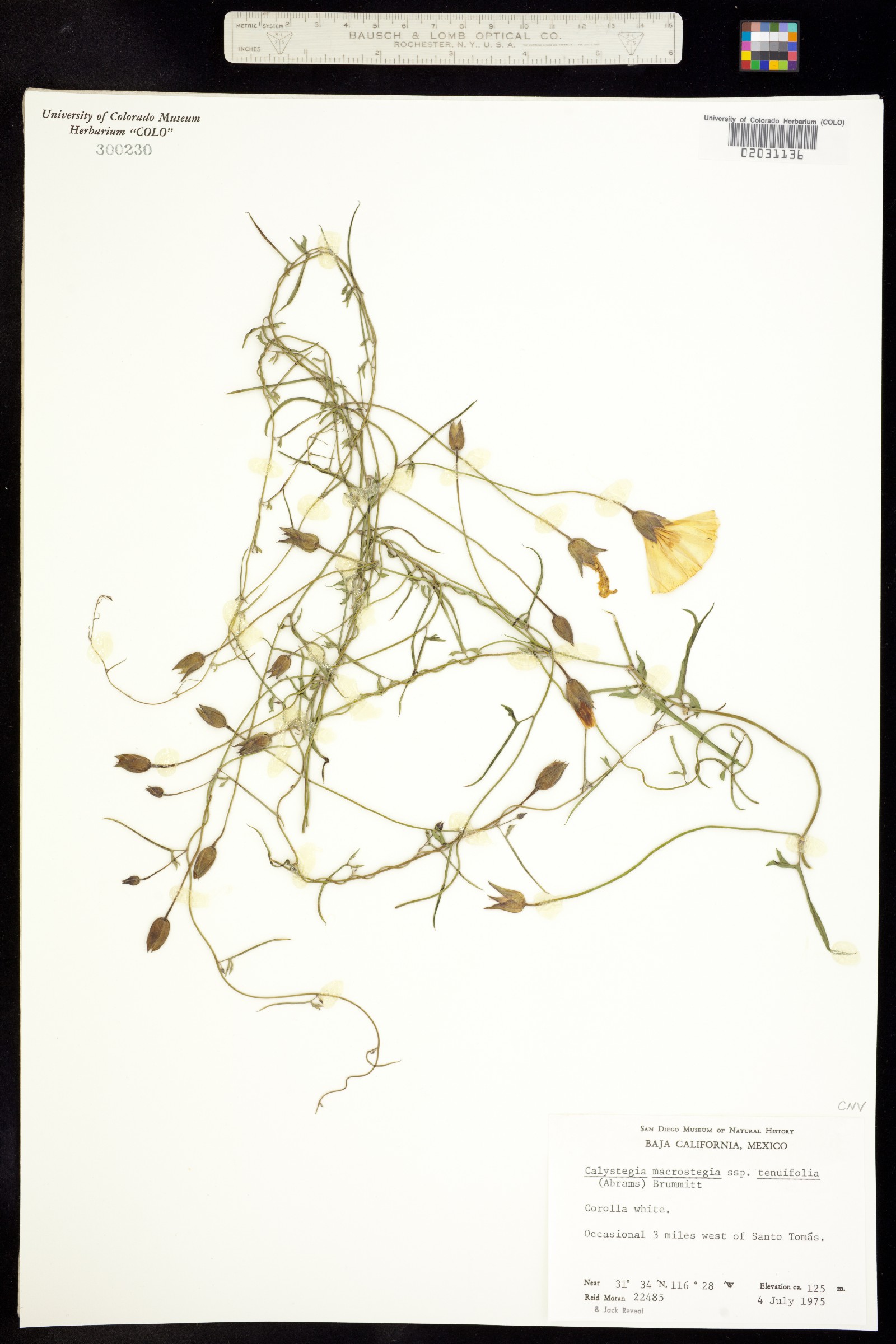 Calystegia macrostegia image