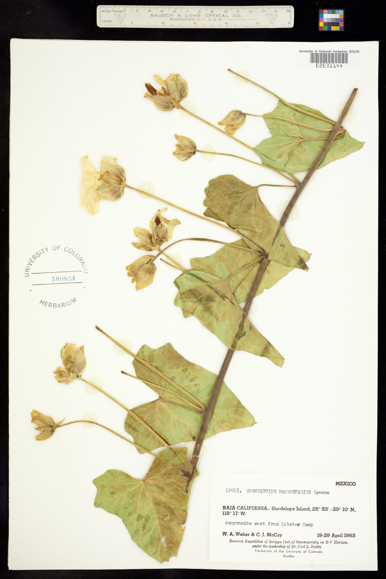 Calystegia macrostegia image