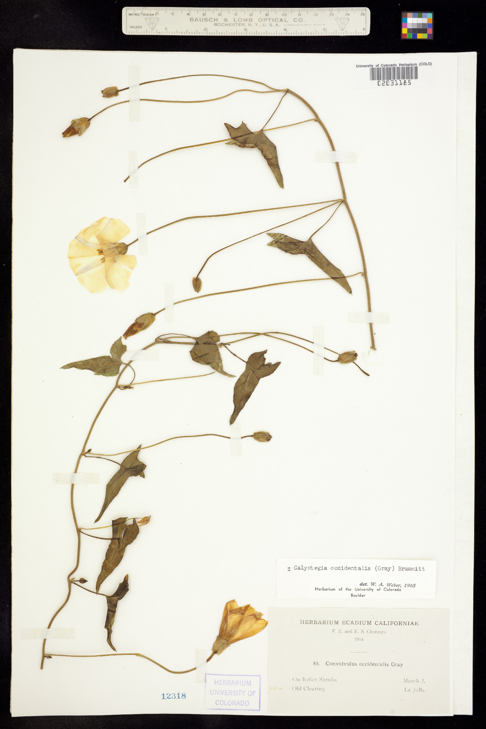 Calystegia occidentalis image