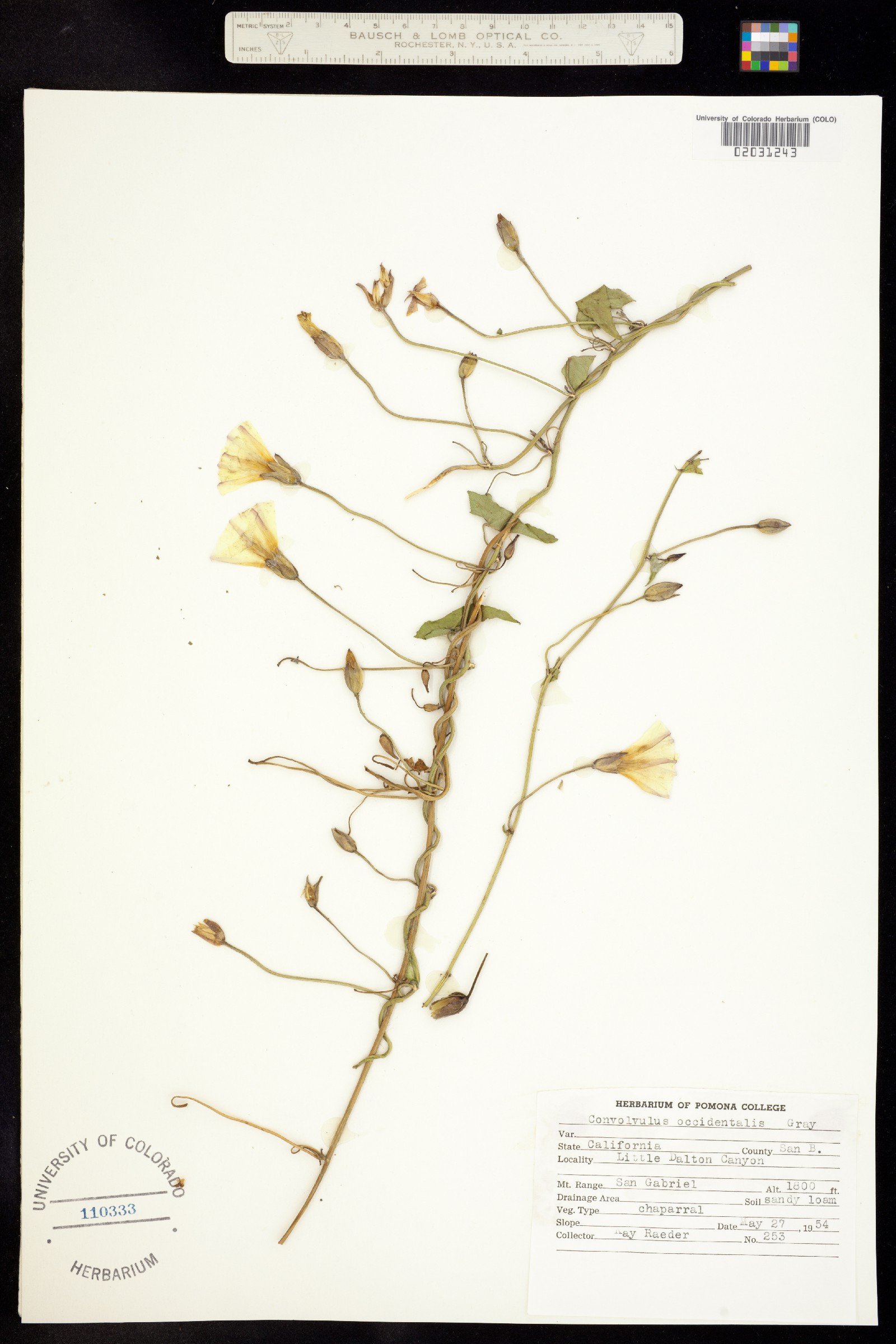 Calystegia occidentalis image