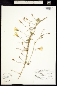 Calystegia occidentalis image