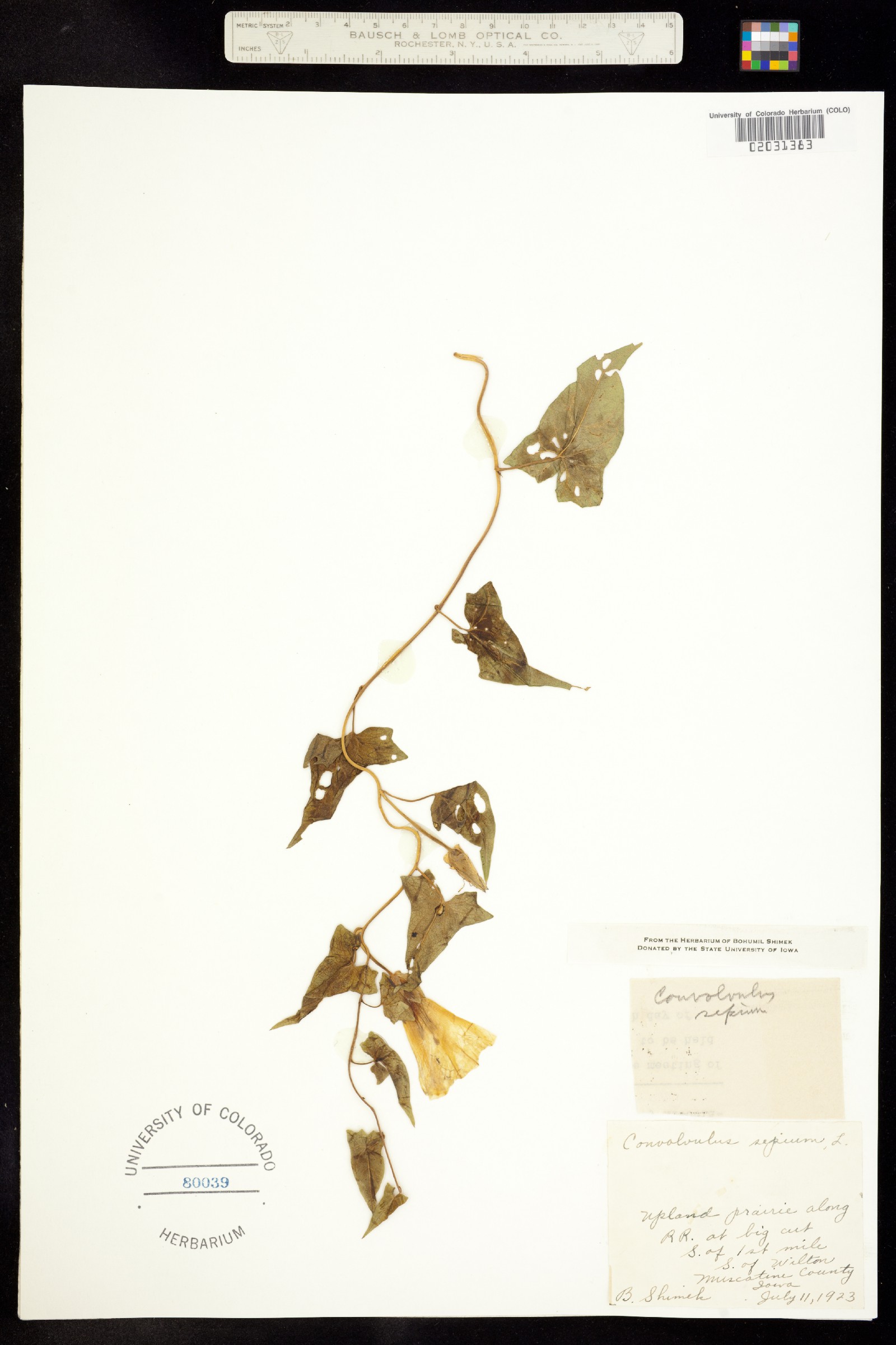 Calystegia sepium image