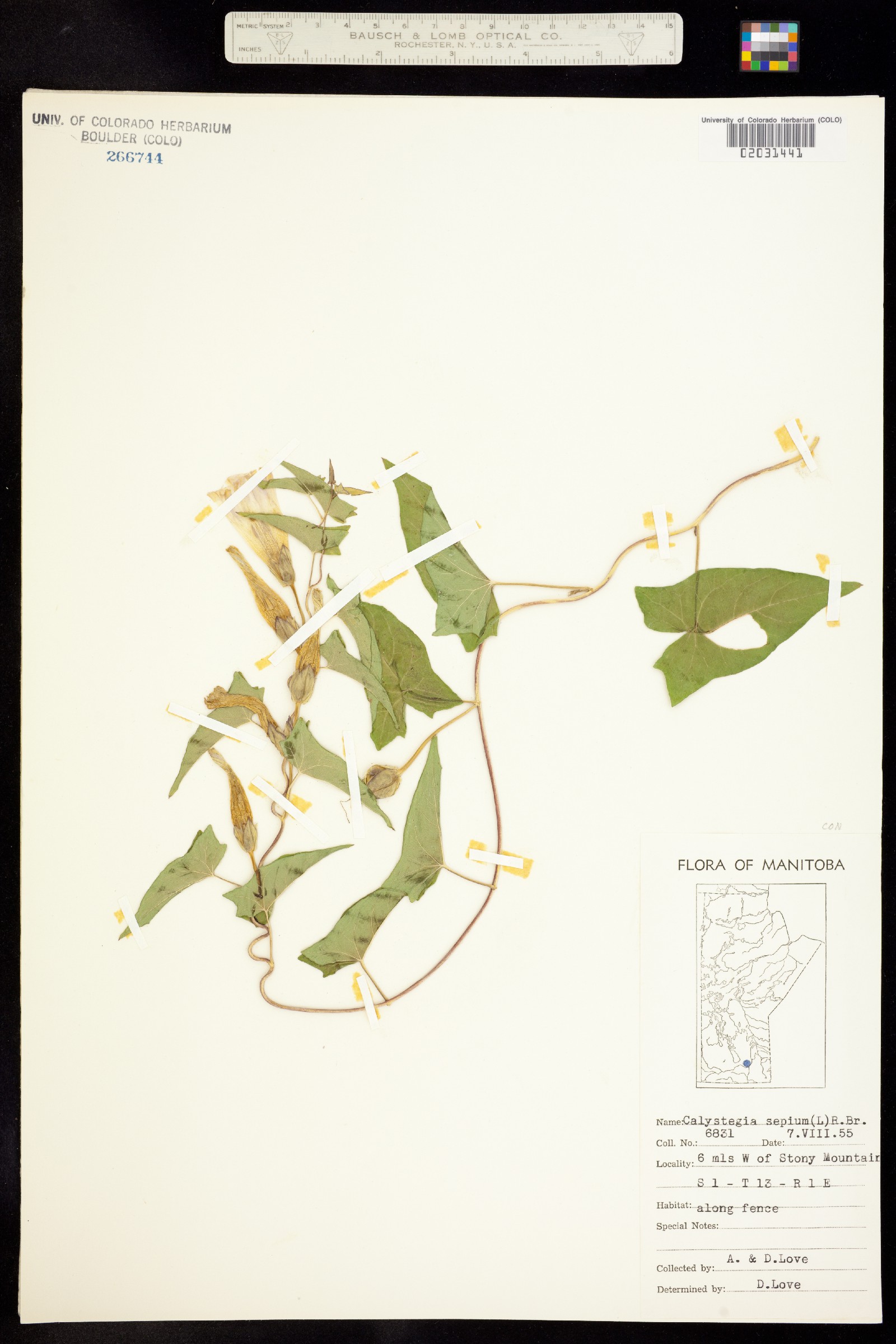 Calystegia image