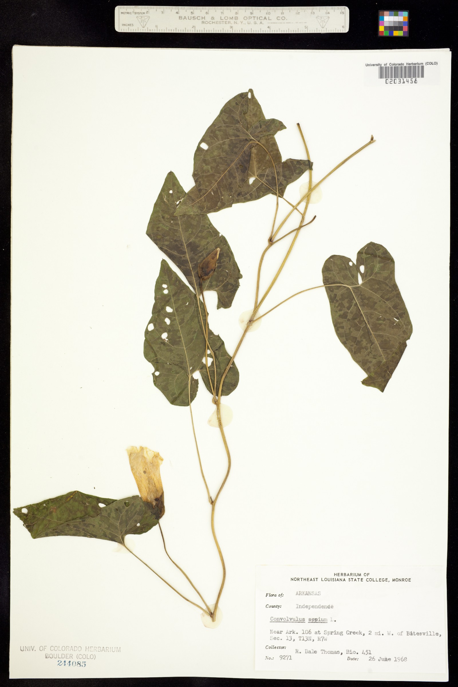 Calystegia sepium image