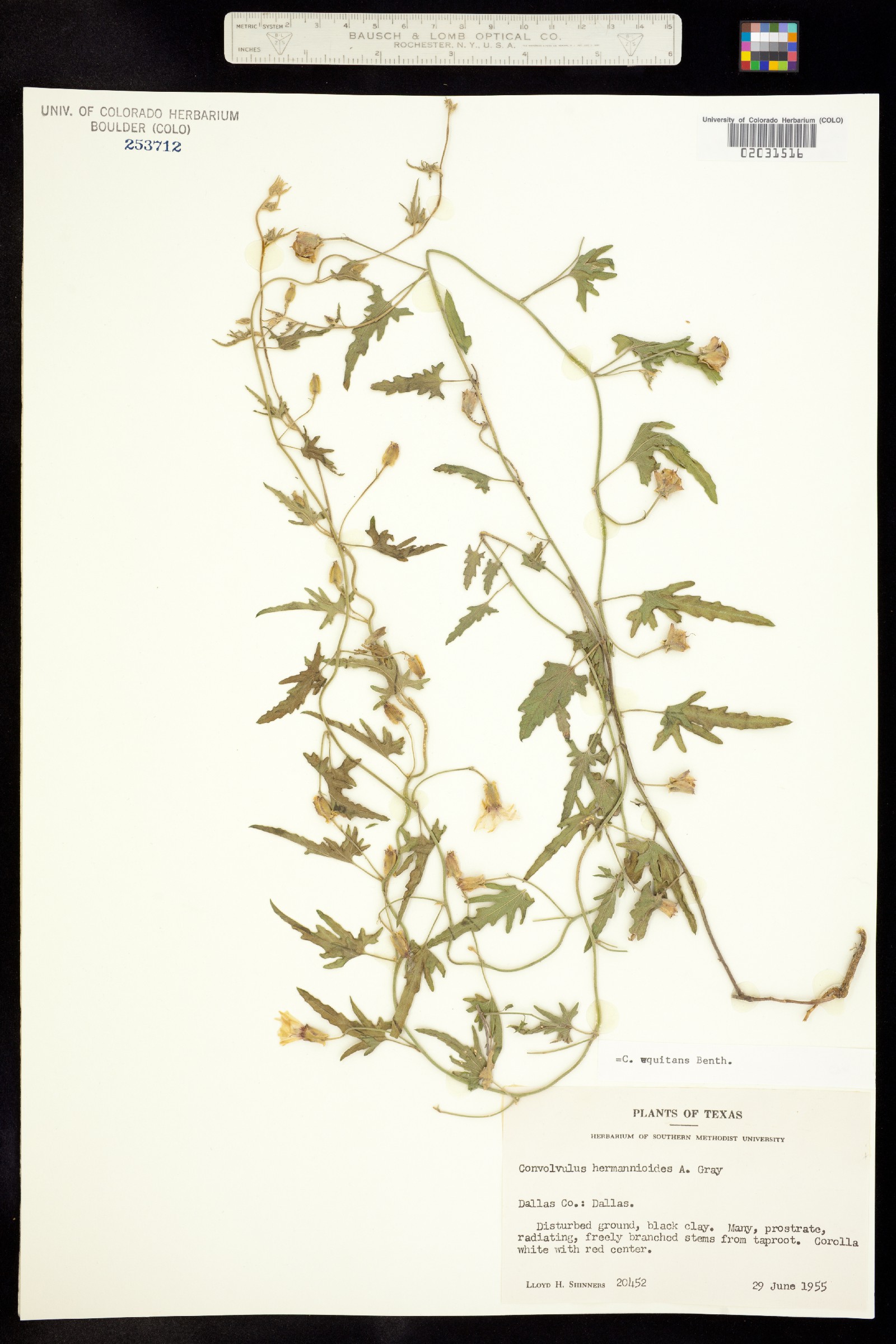 Convolvulus equitans image