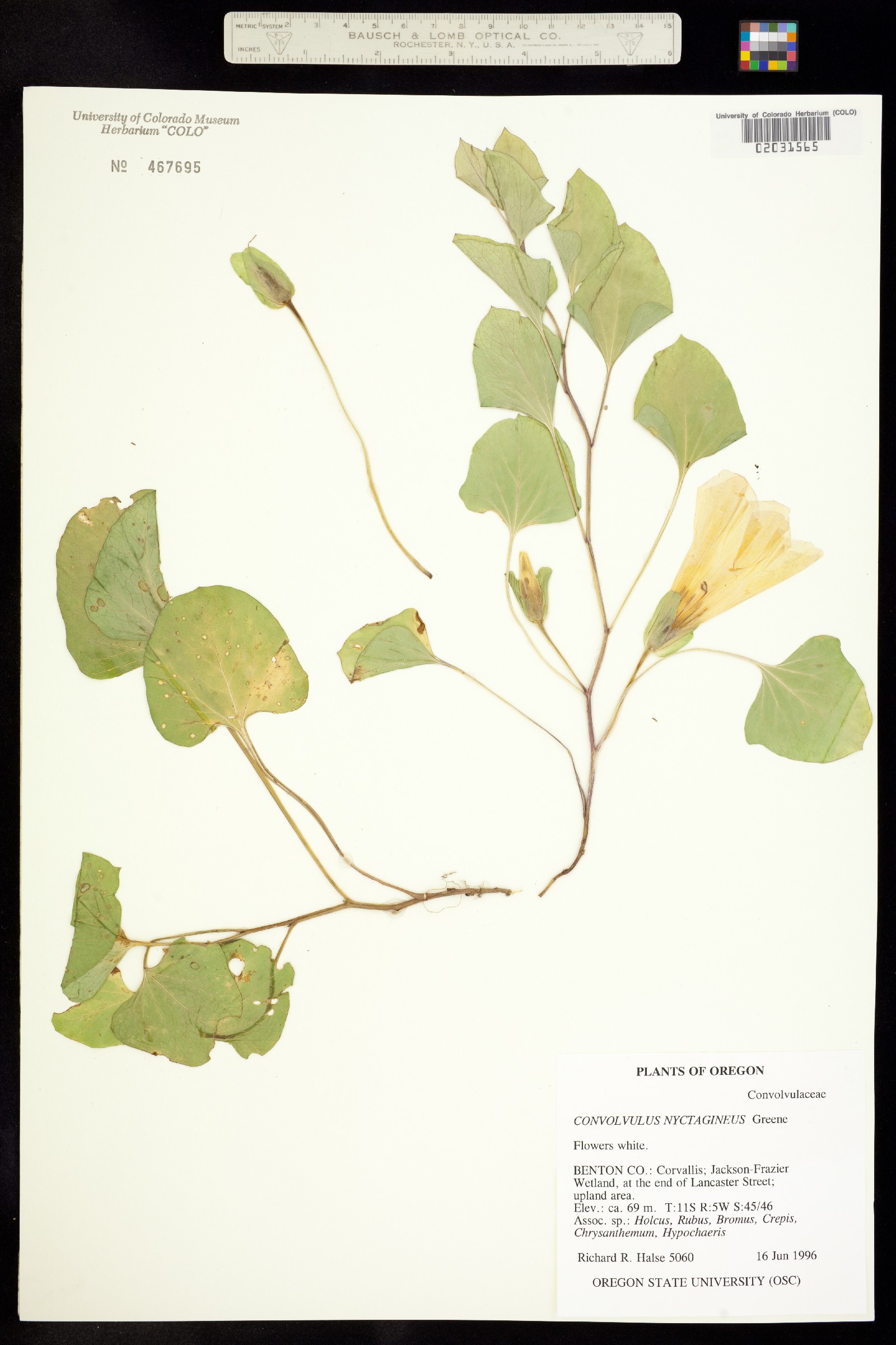 Calystegia atriplicifolia ssp. atriplicifolia image