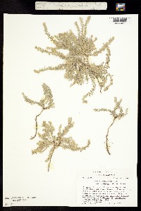 Cressa truxillensis image