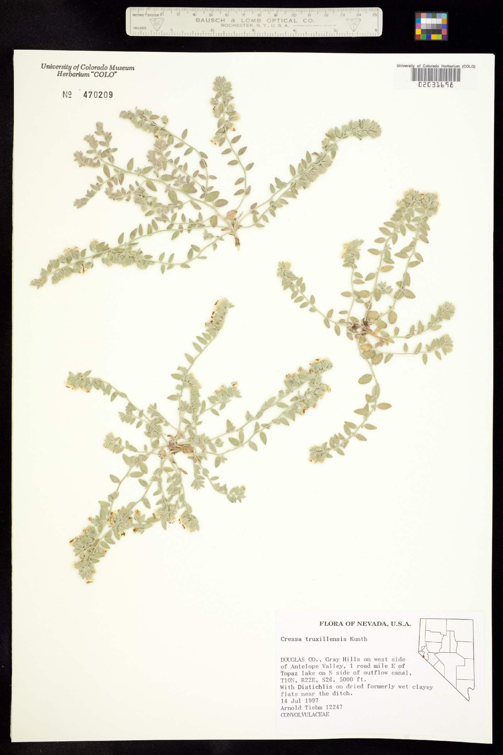 Cressa truxillensis image