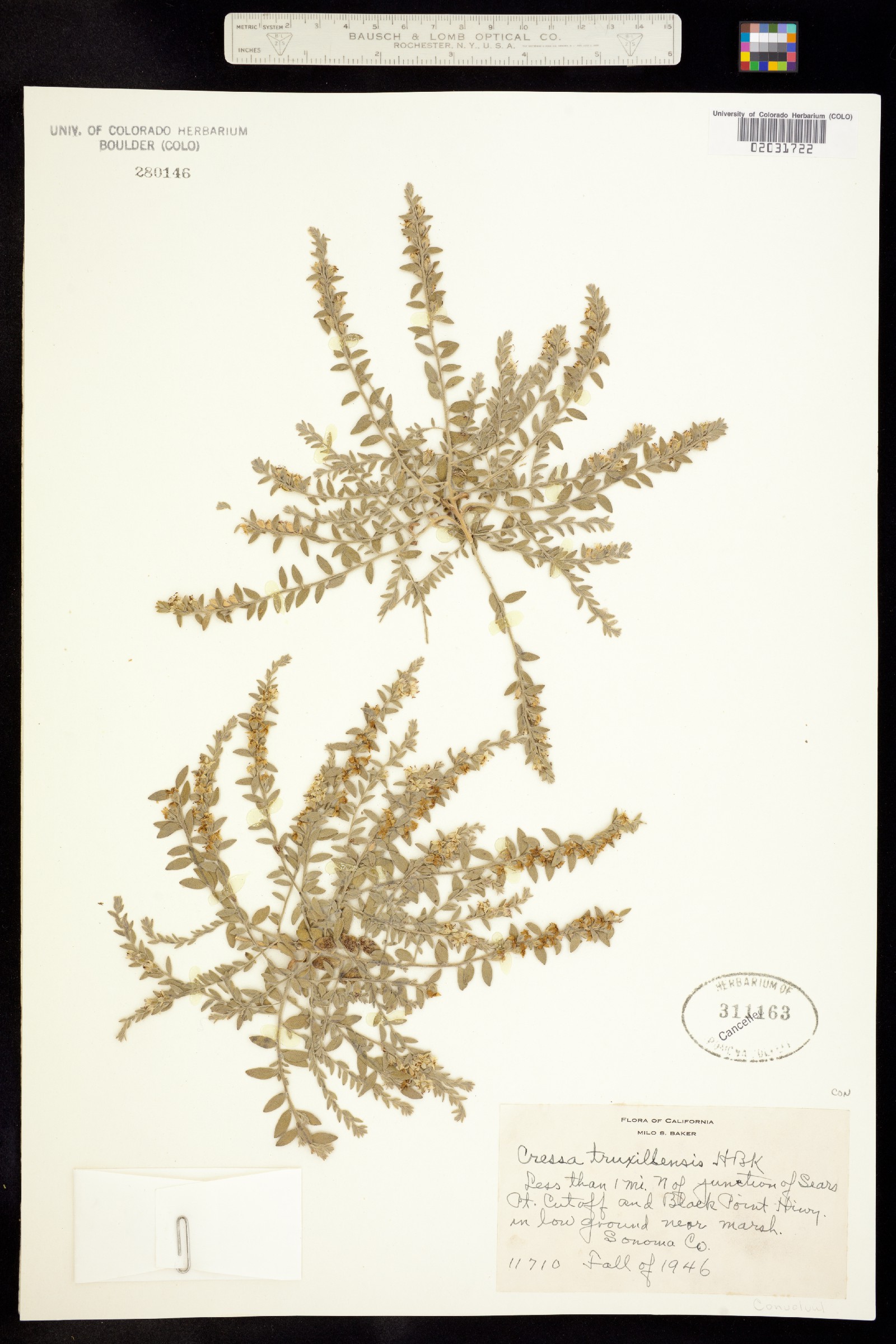 Cressa truxillensis image