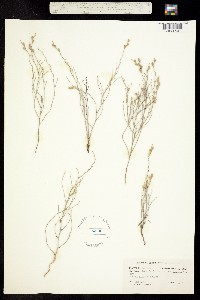 Cressa aphylla image
