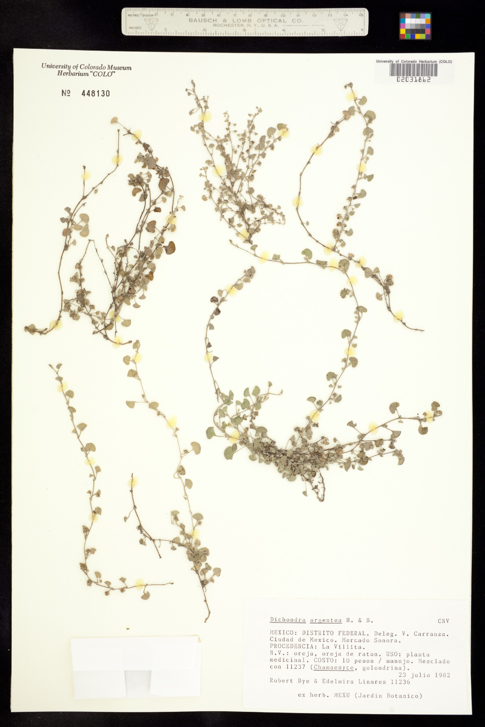 Dichondra argentea image