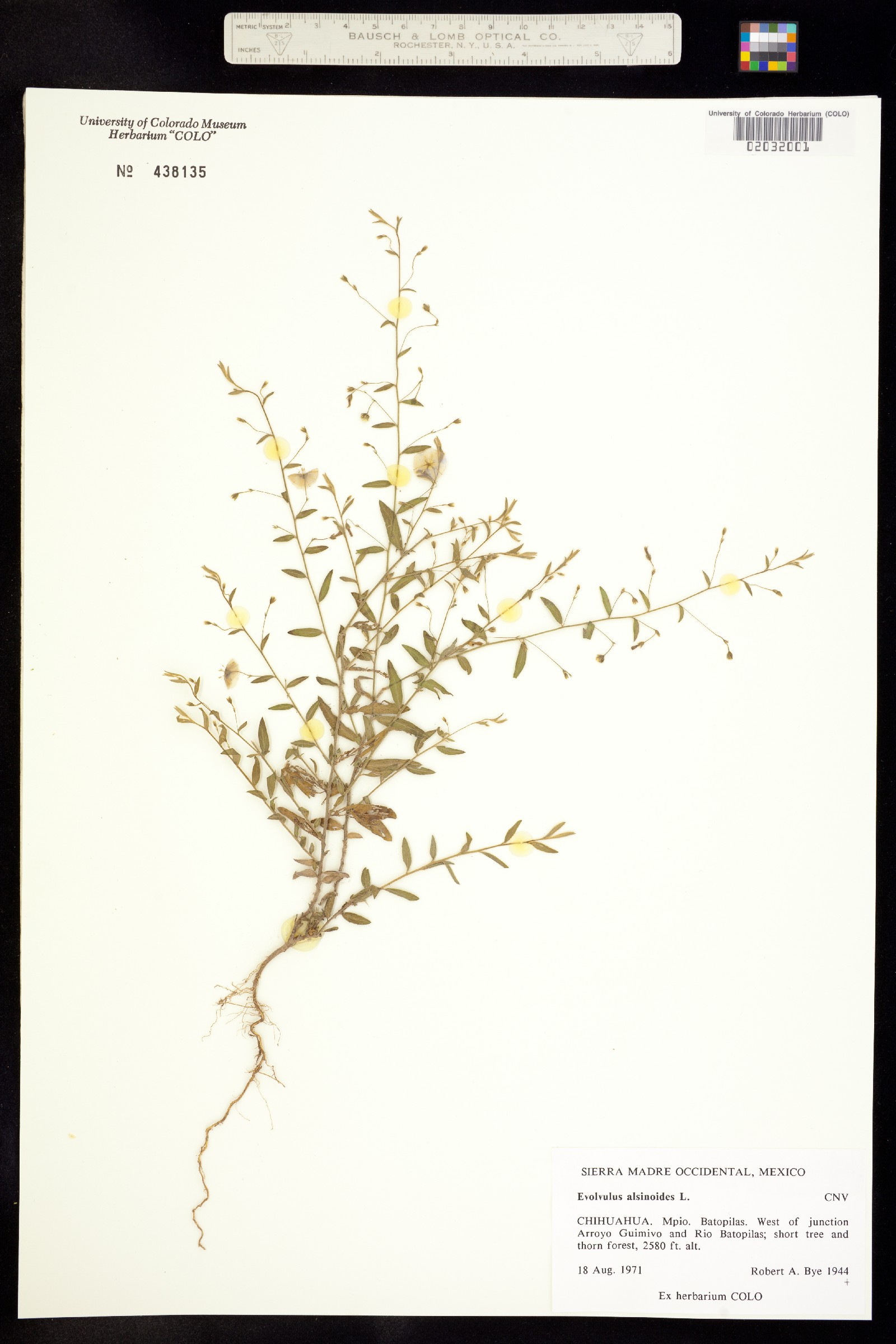 Evolvulus alsinoides image