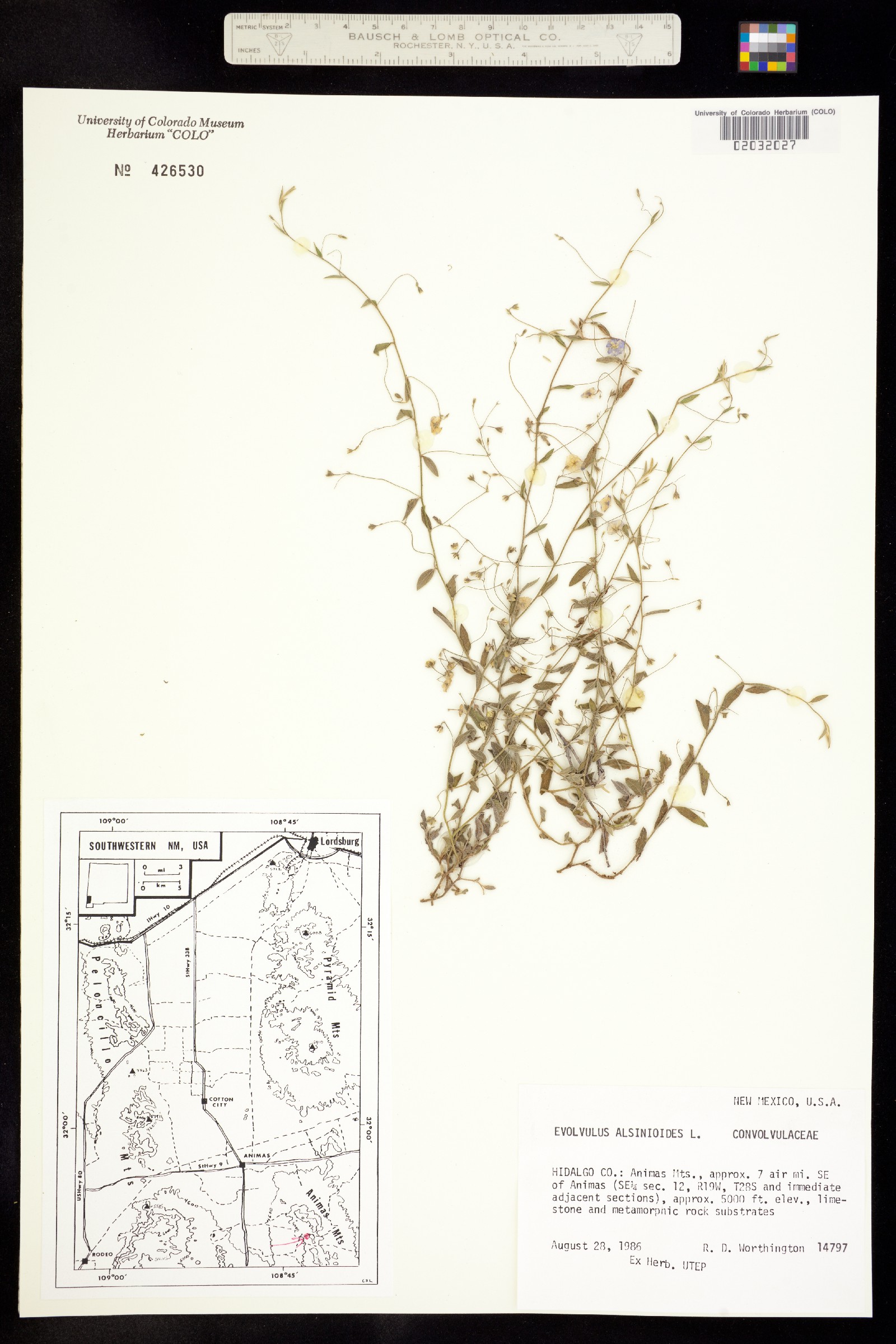 Evolvulus alsinoides image