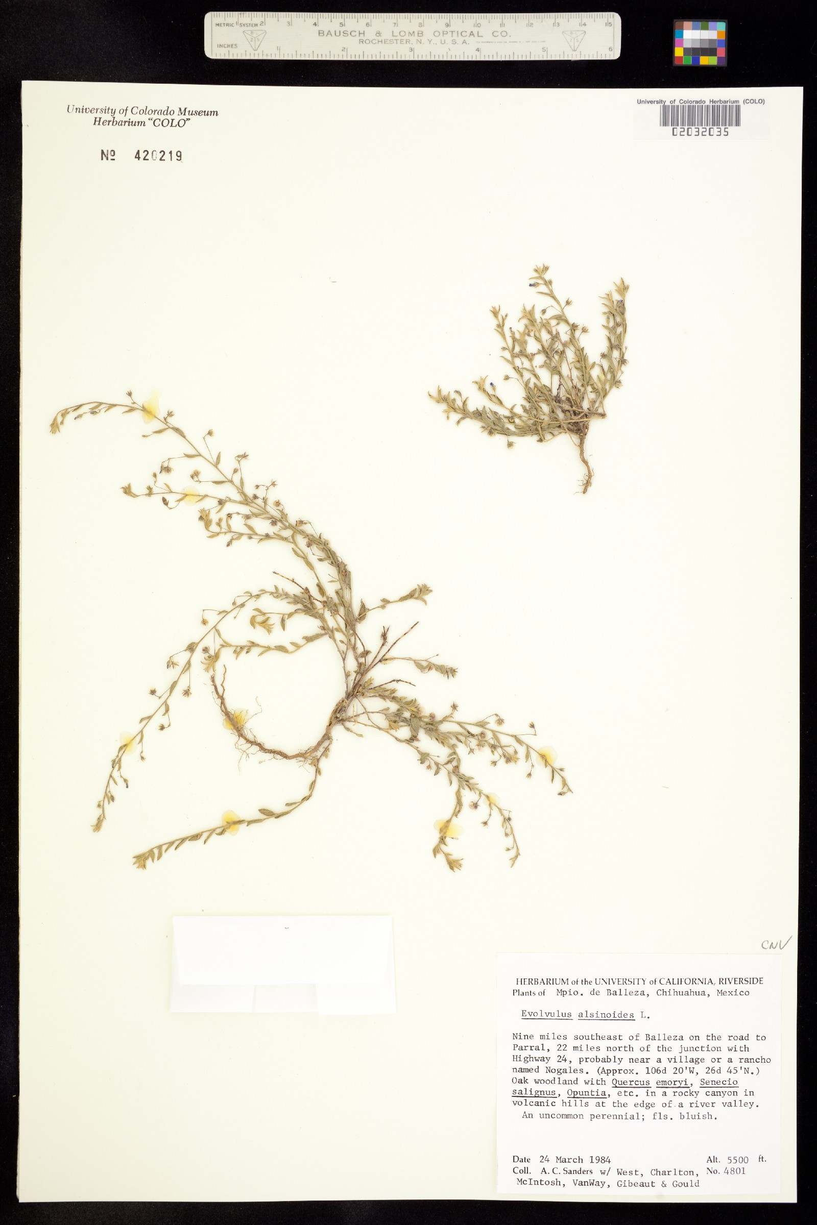 Evolvulus alsinoides image