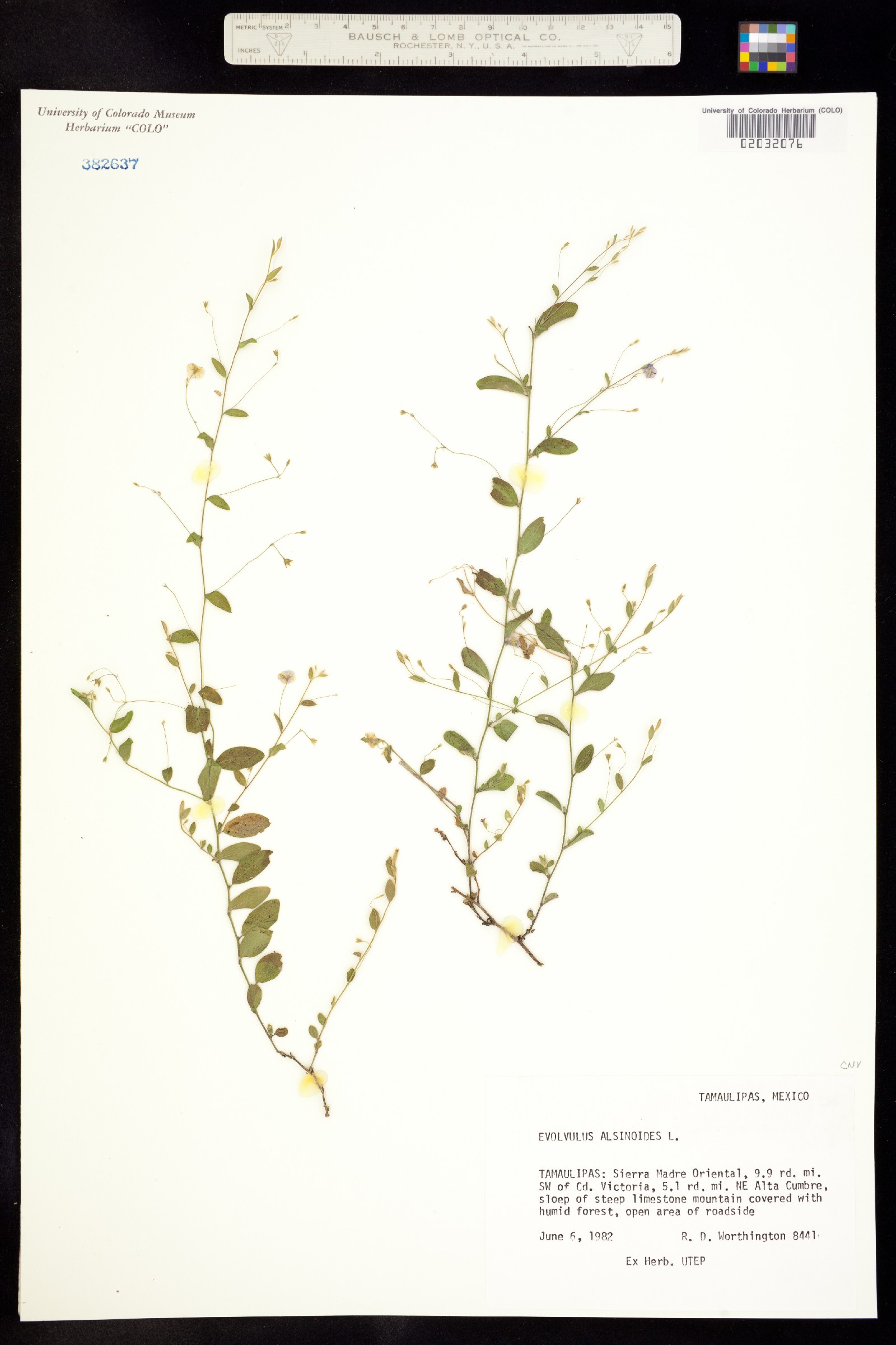 Evolvulus alsinoides image