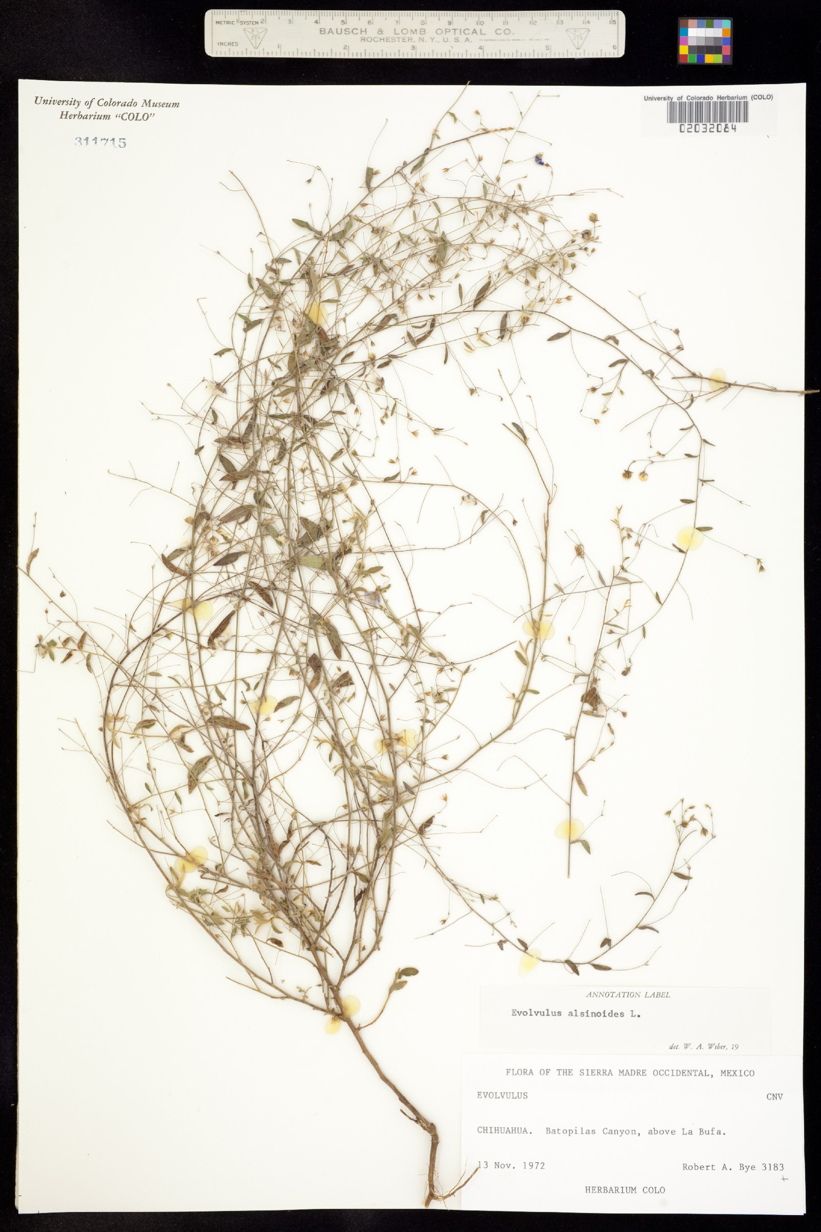 Evolvulus alsinoides image