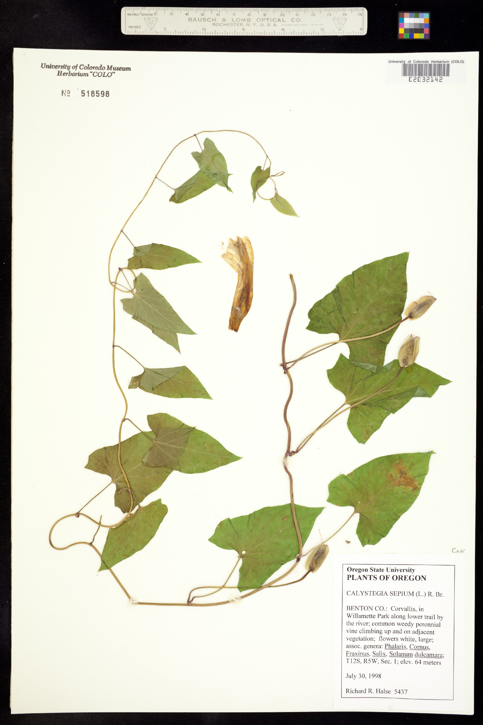 Calystegia sepium image