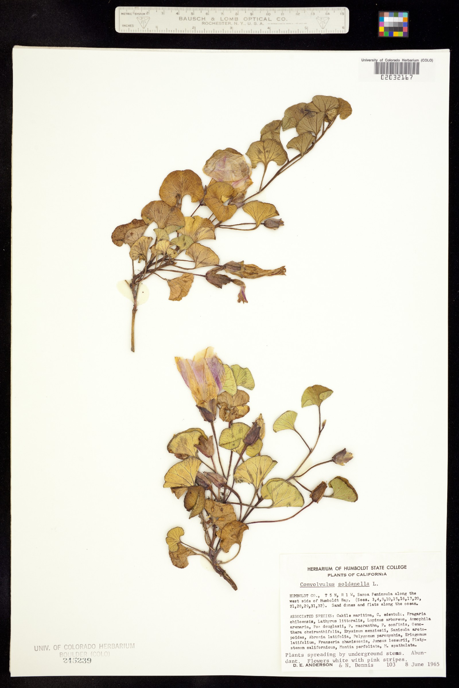 Calystegia soldanella image